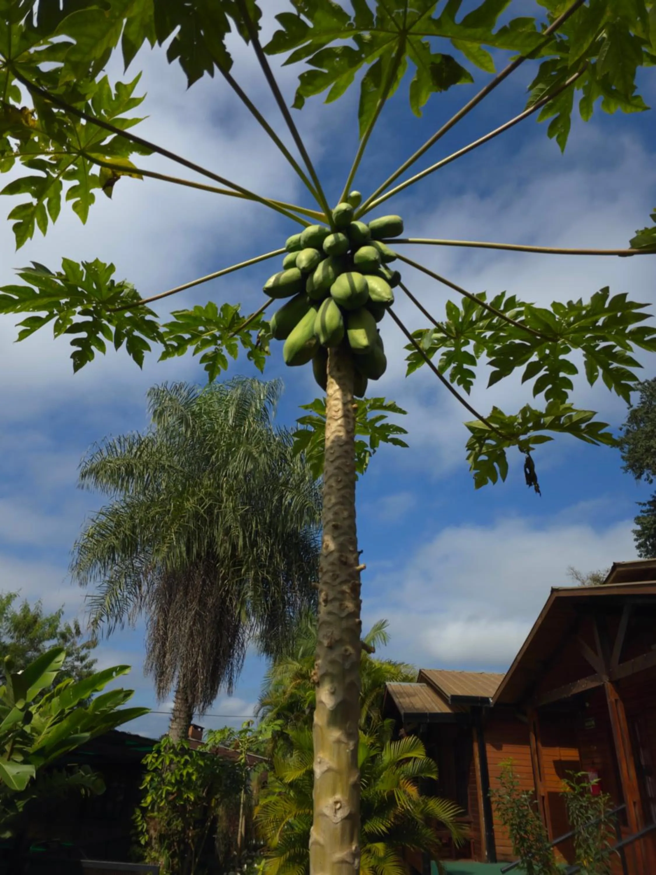 Spring in Terra Iguazú Cabañas