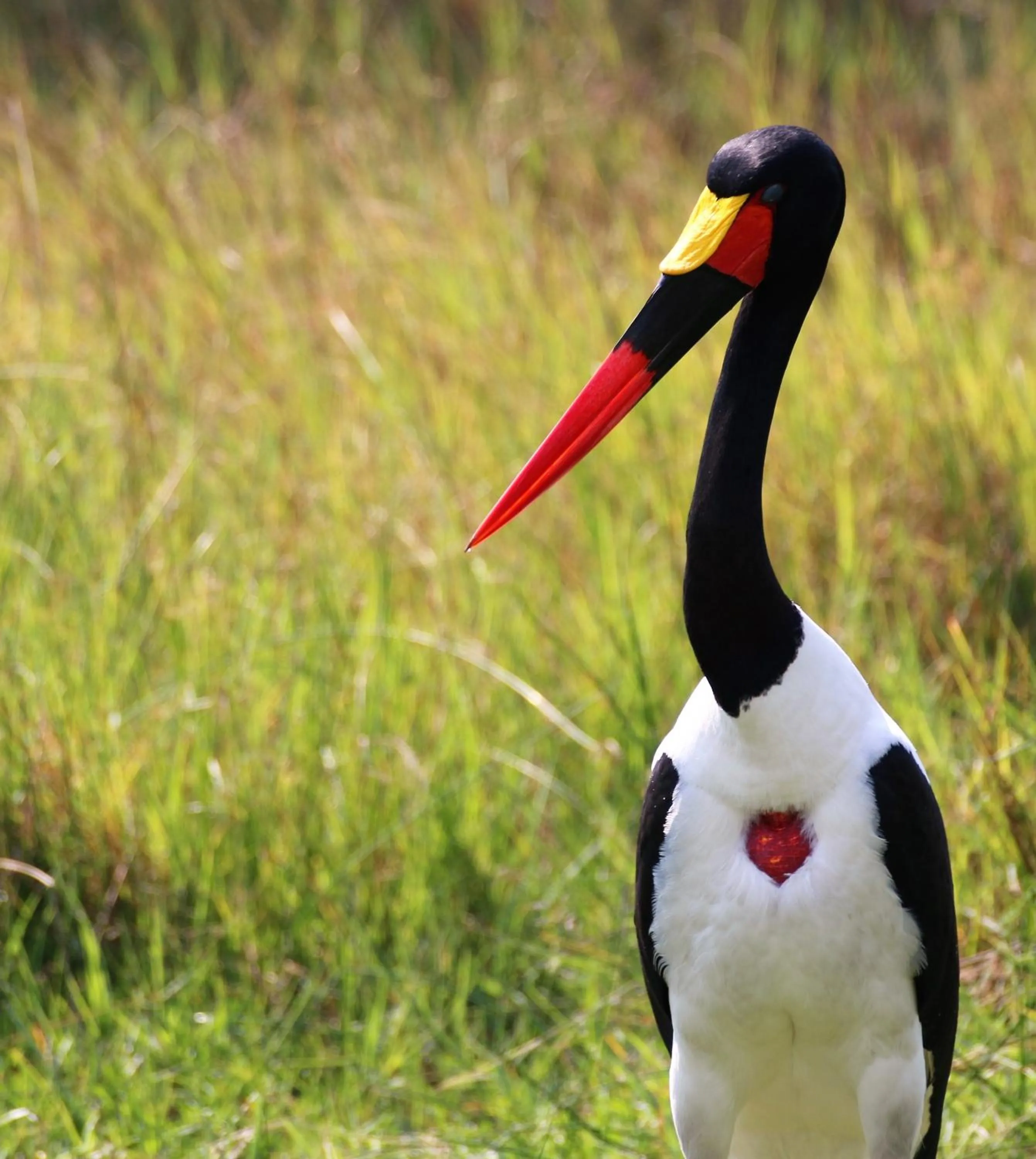 Animals in Island Safari Lodge
