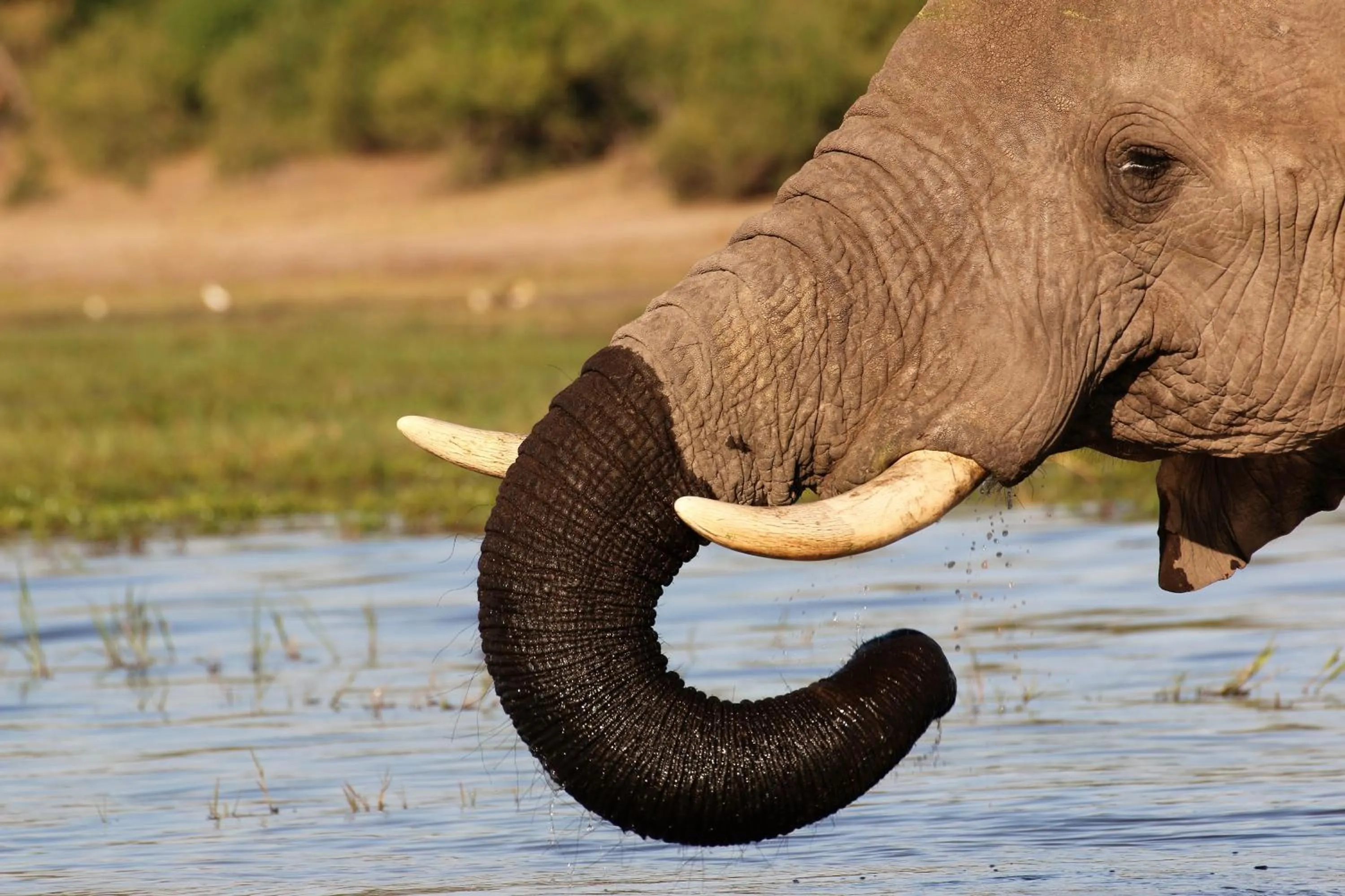 Animals in Island Safari Lodge