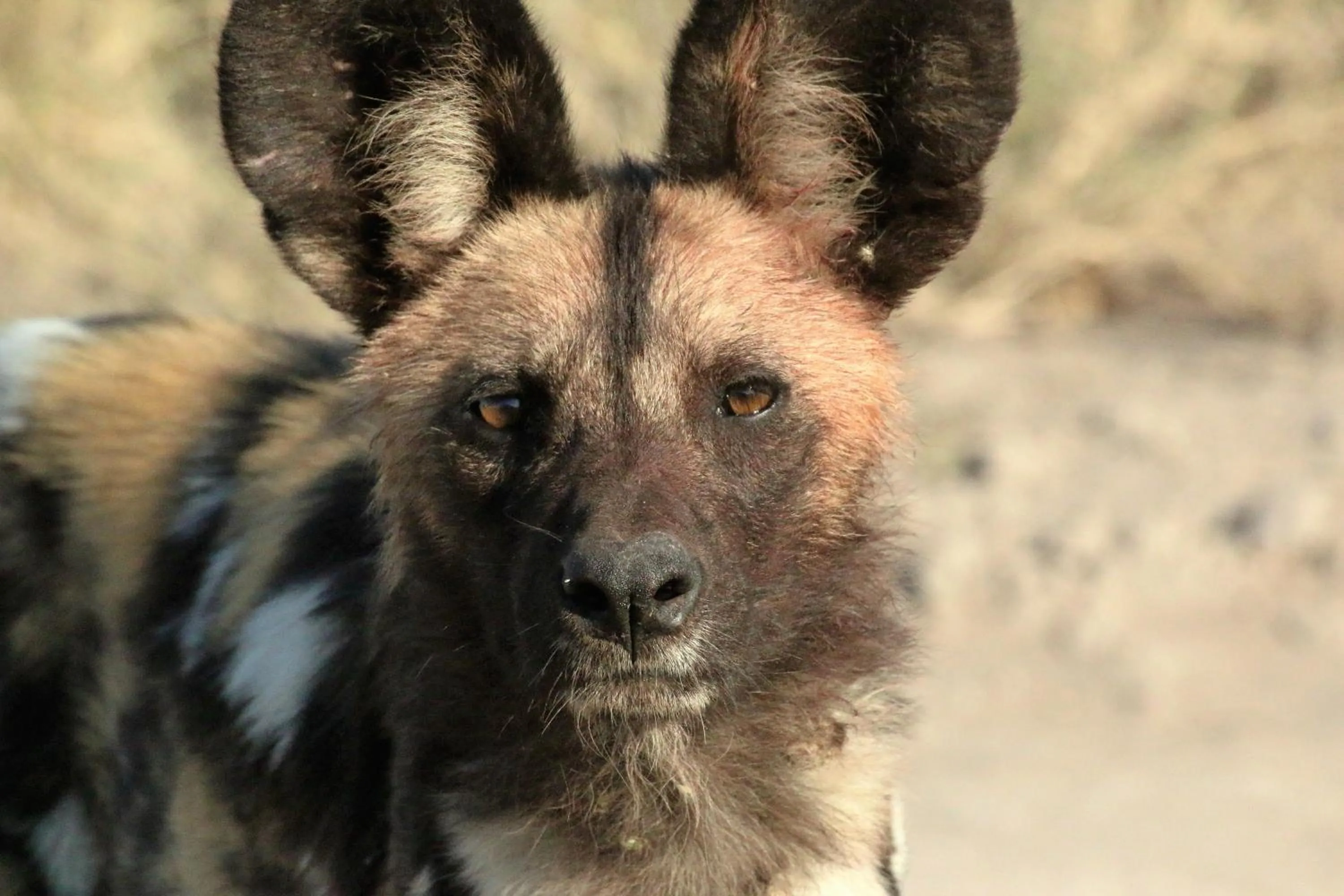 Animals in Island Safari Lodge