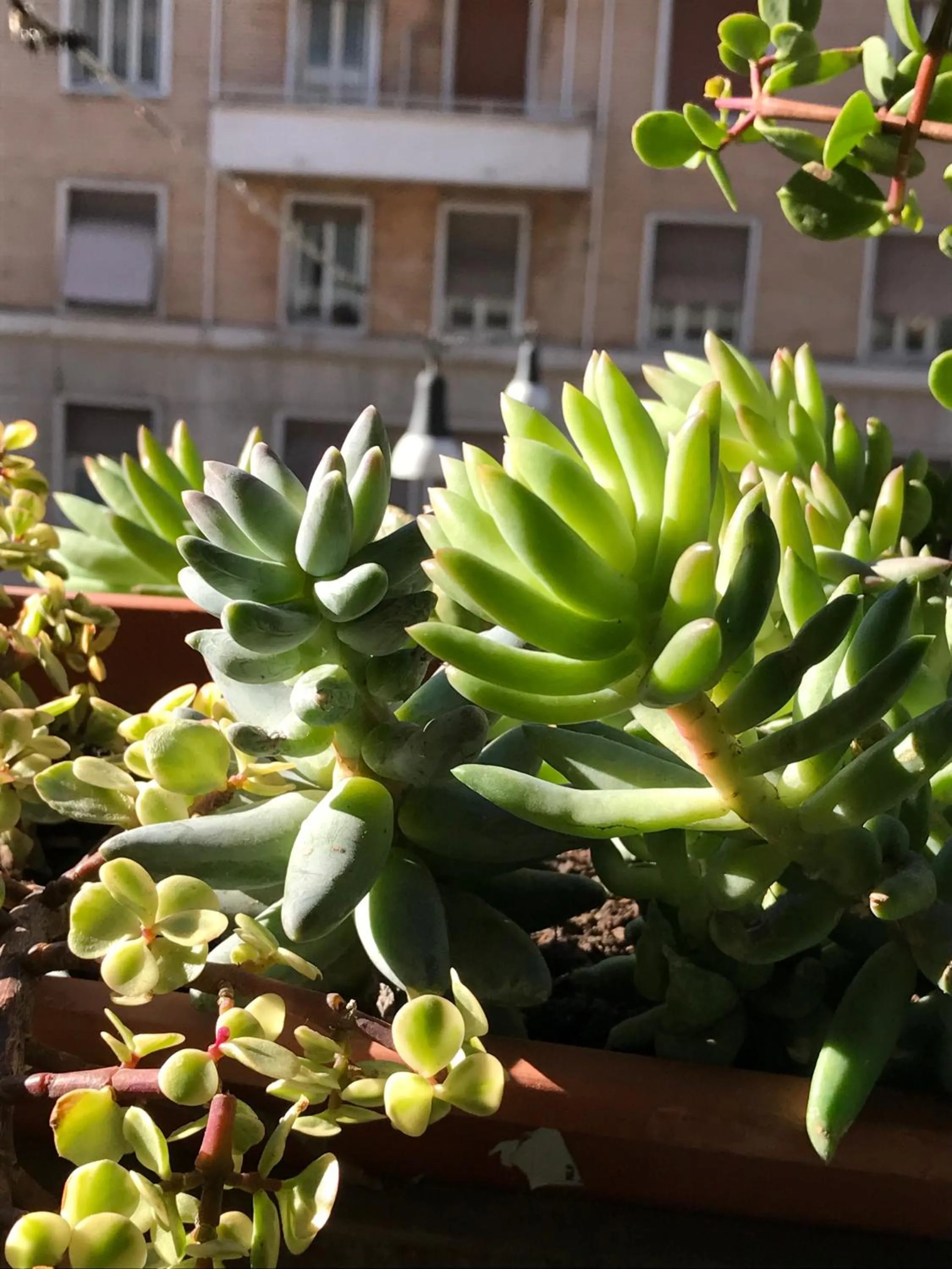 Garden in Pardis Guest house