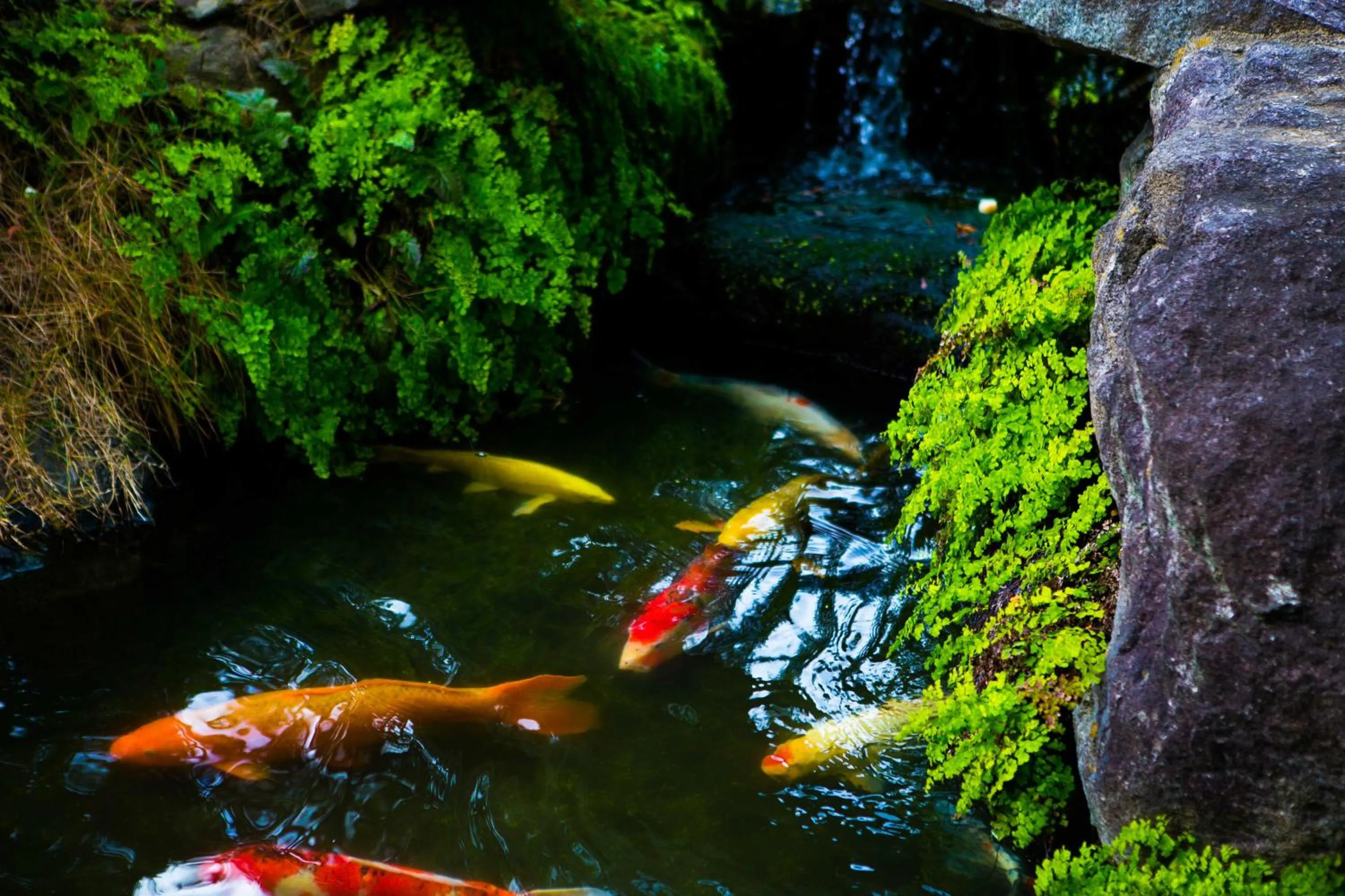 Garden in Hotel Sekitei
