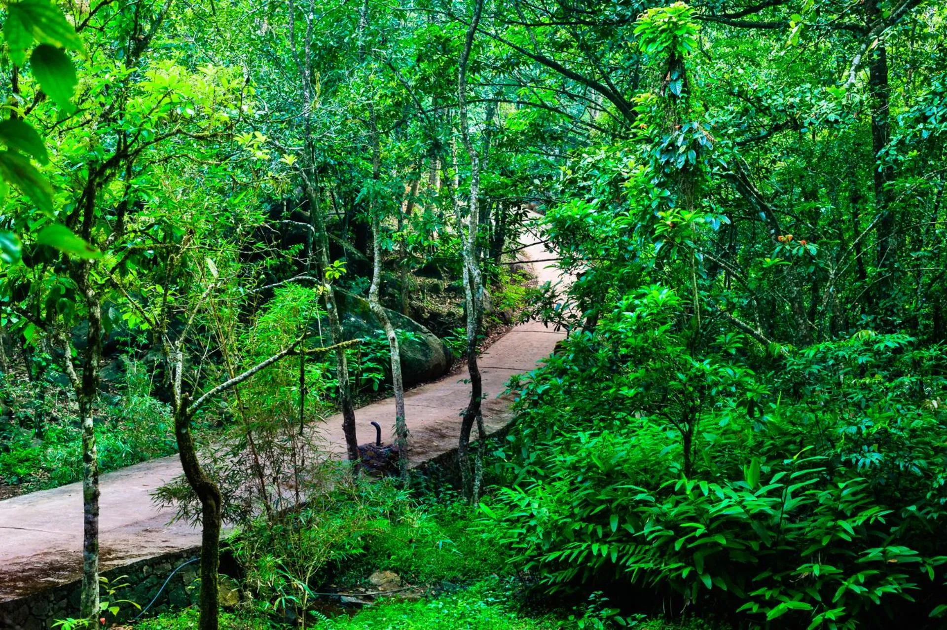 Natural landscape in Wayanad Wild - A CGH Earth Experience