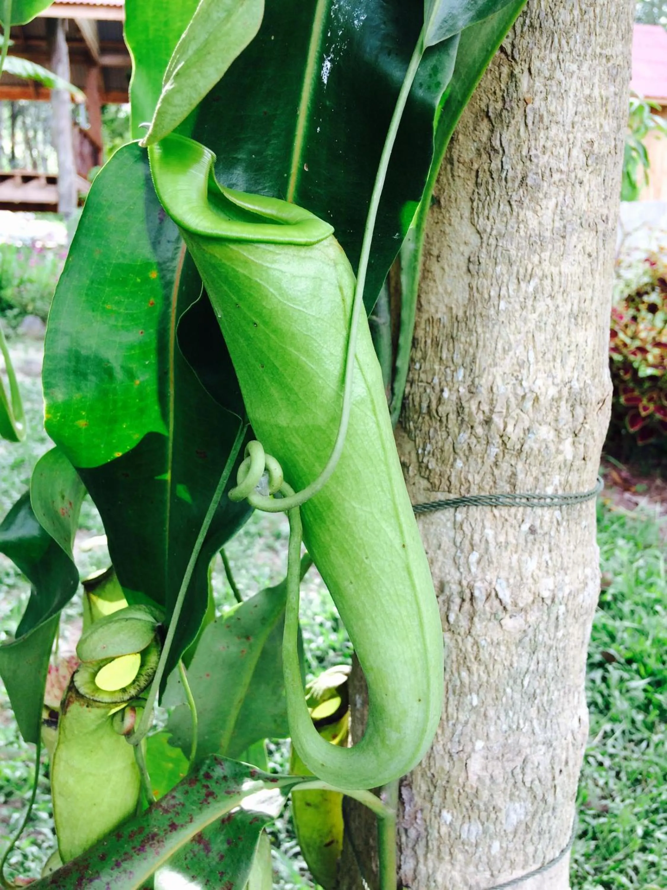 Property building in Gardenhomeresortkohjum