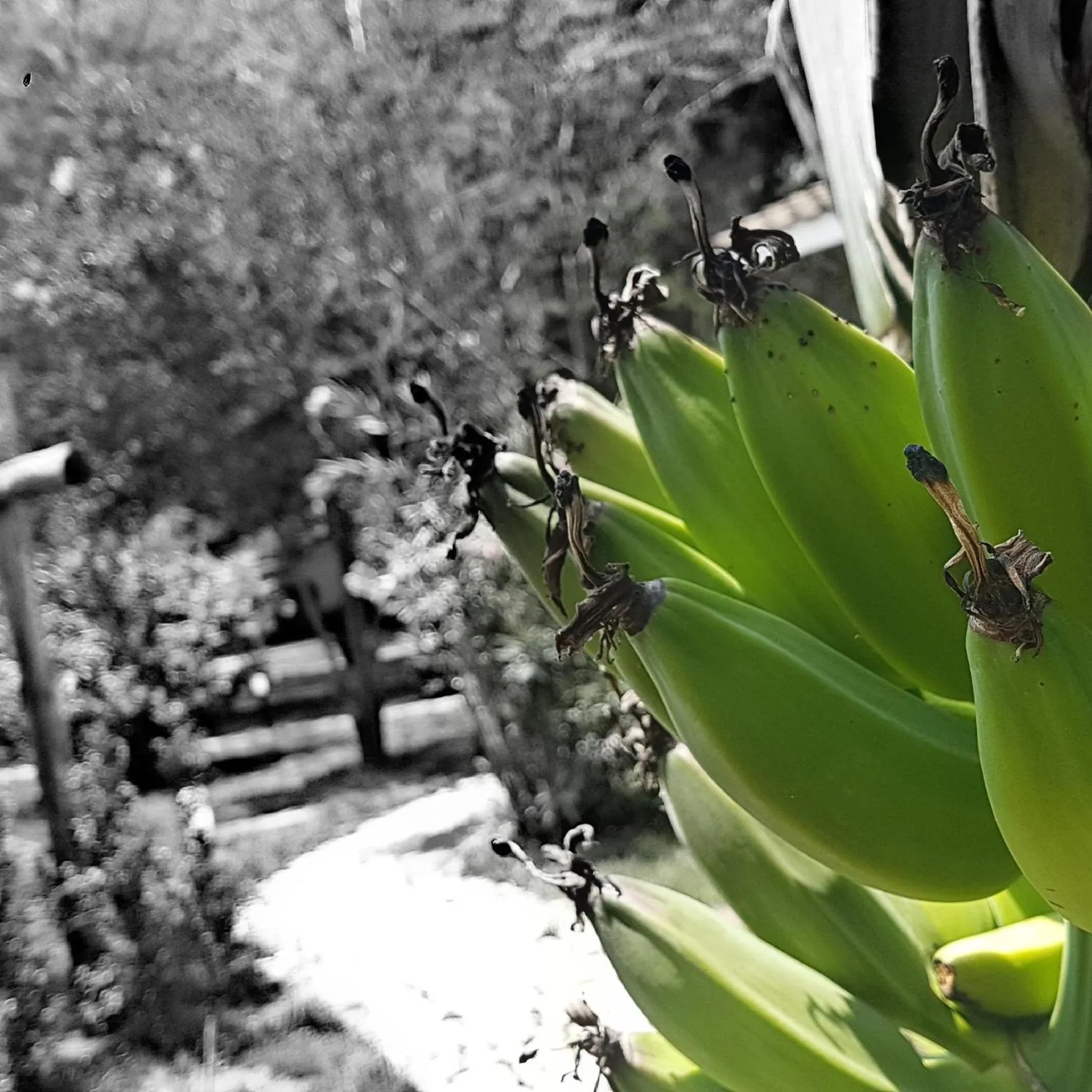 Garden in BV Kalafiorita Resort