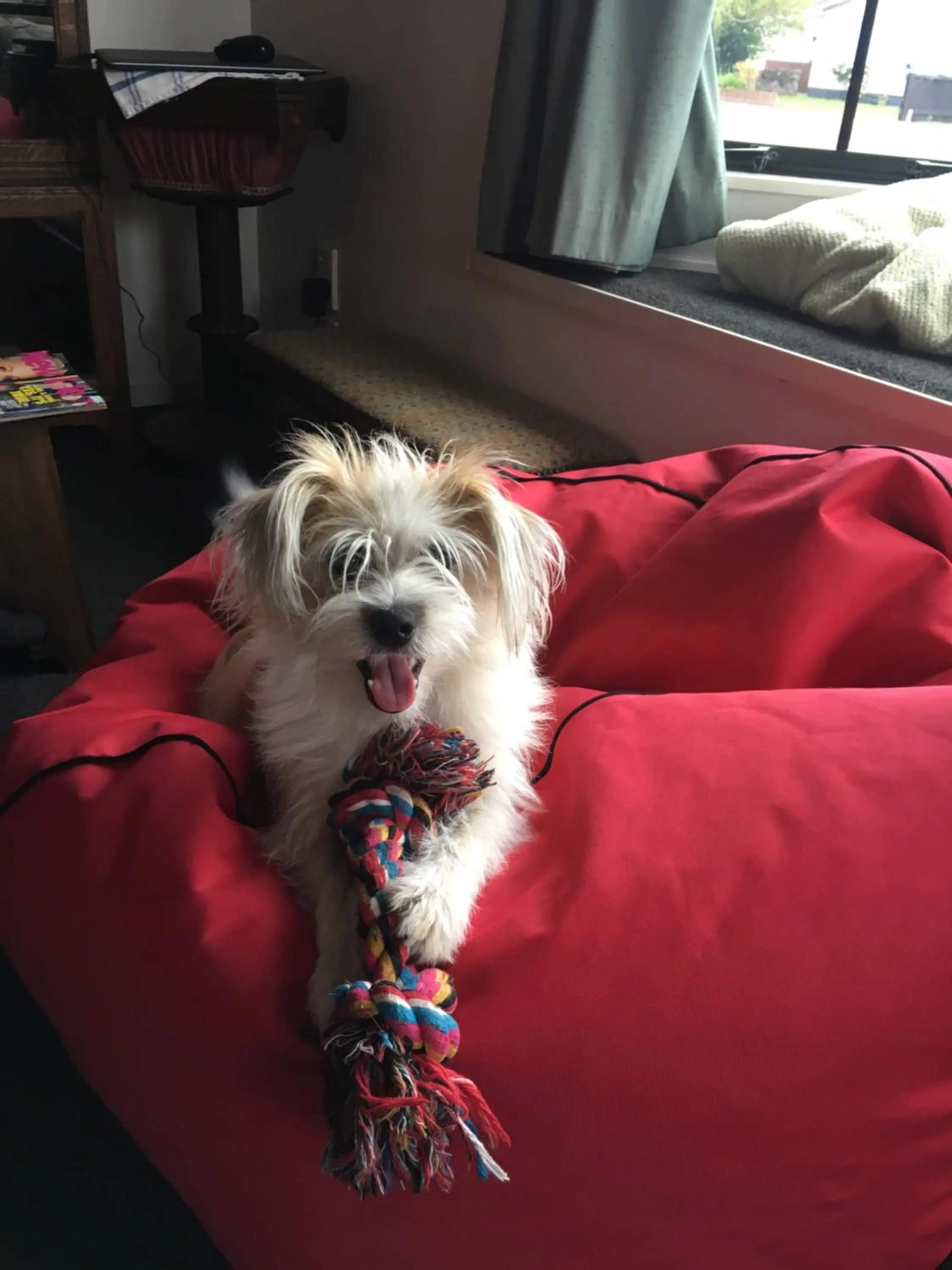 Pets in Kiwi Court Motel