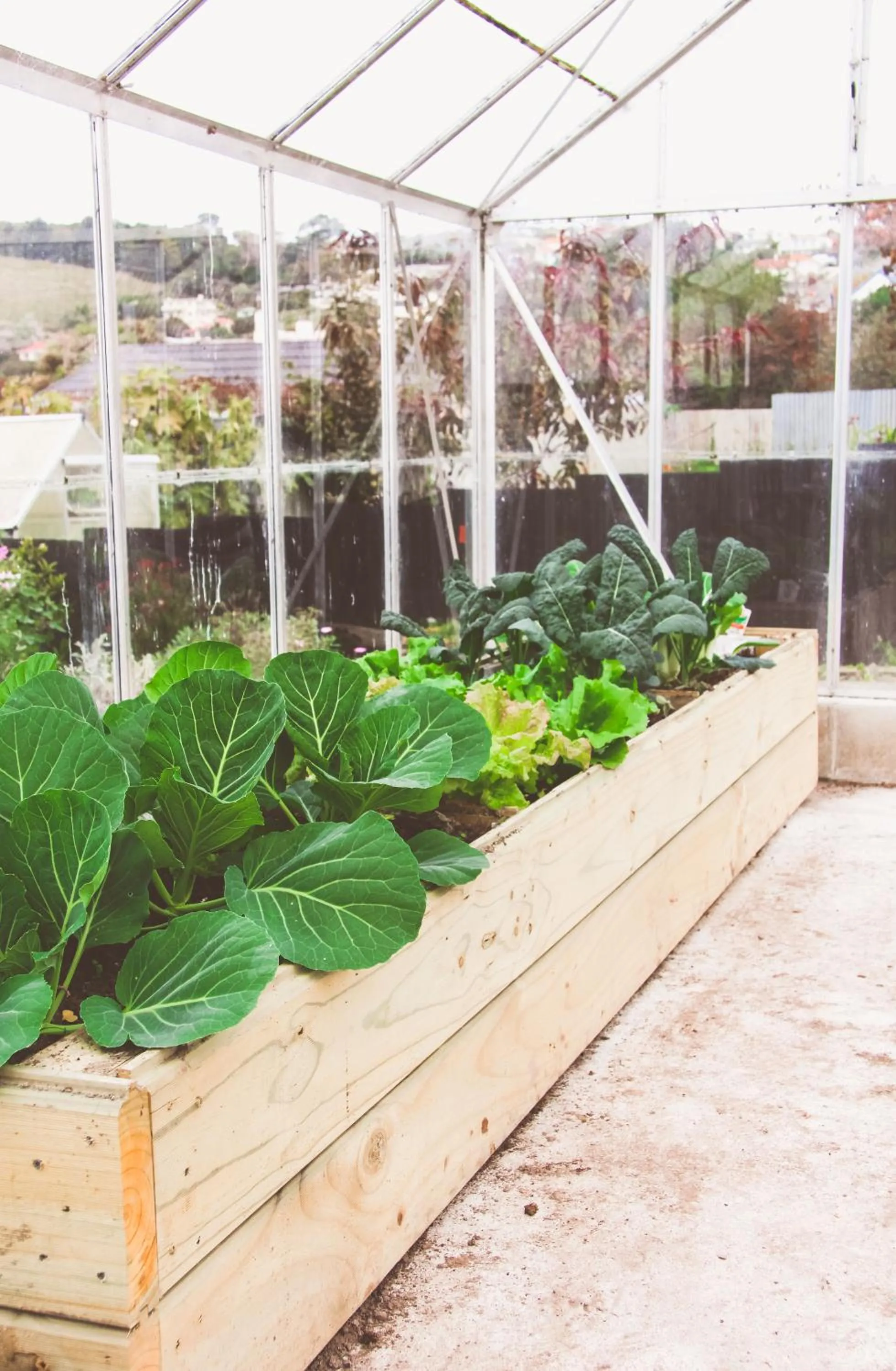 Garden in Oamaru Backpackers