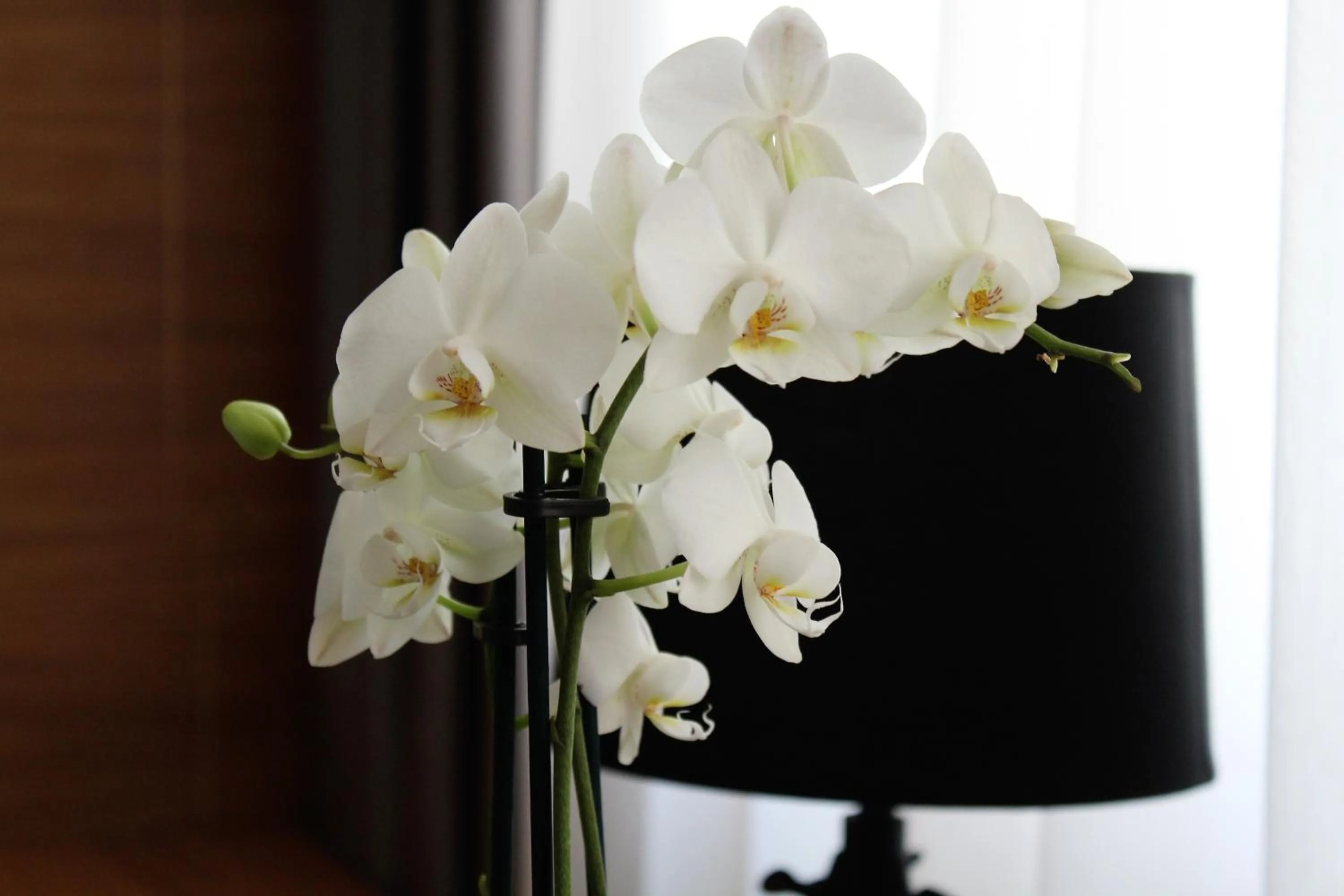 Decorative detail in Hotel Sana