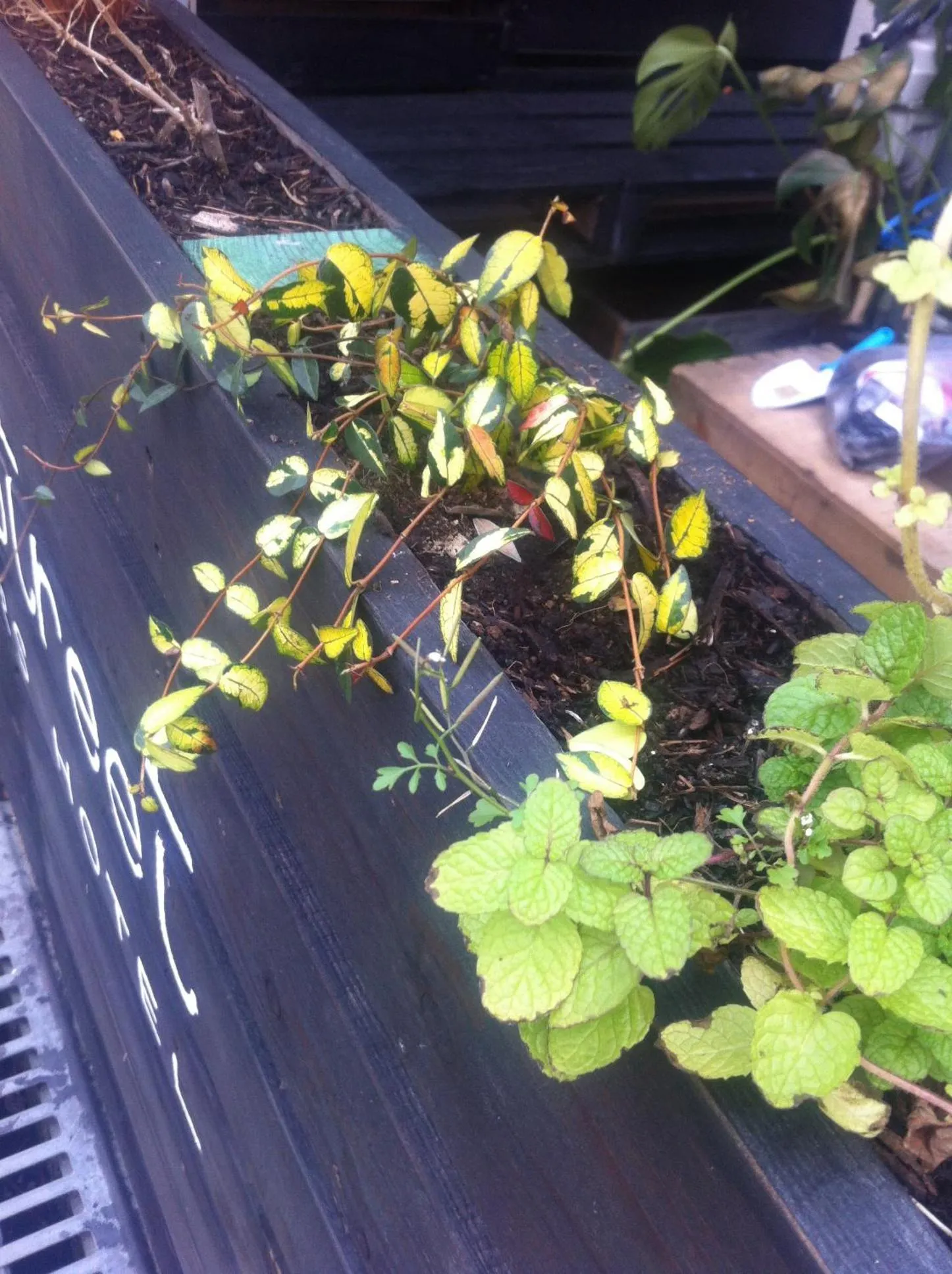 Garden in Music Uni Street Backpacker's Hostel