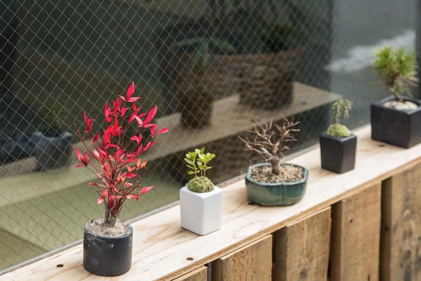 Garden in Music Uni Street Backpacker's Hostel