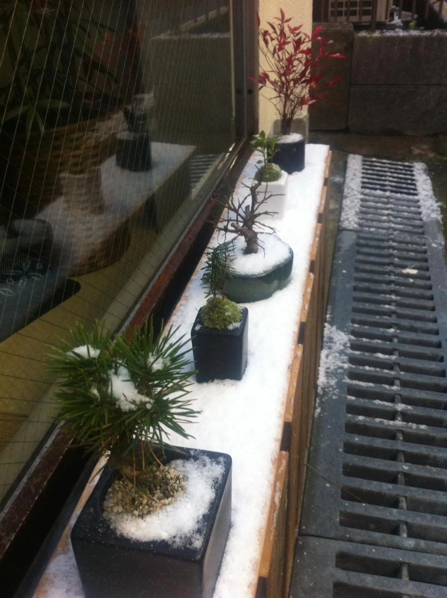 Garden in Music Uni Street Backpacker's Hostel