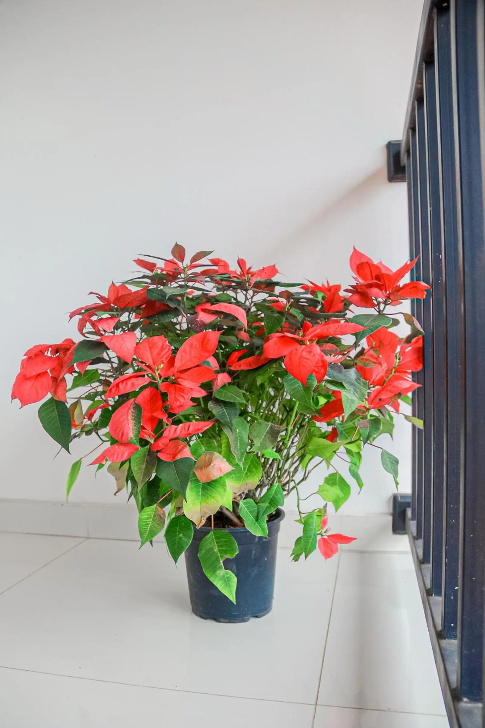 Decorative detail in Ella Soul Resort