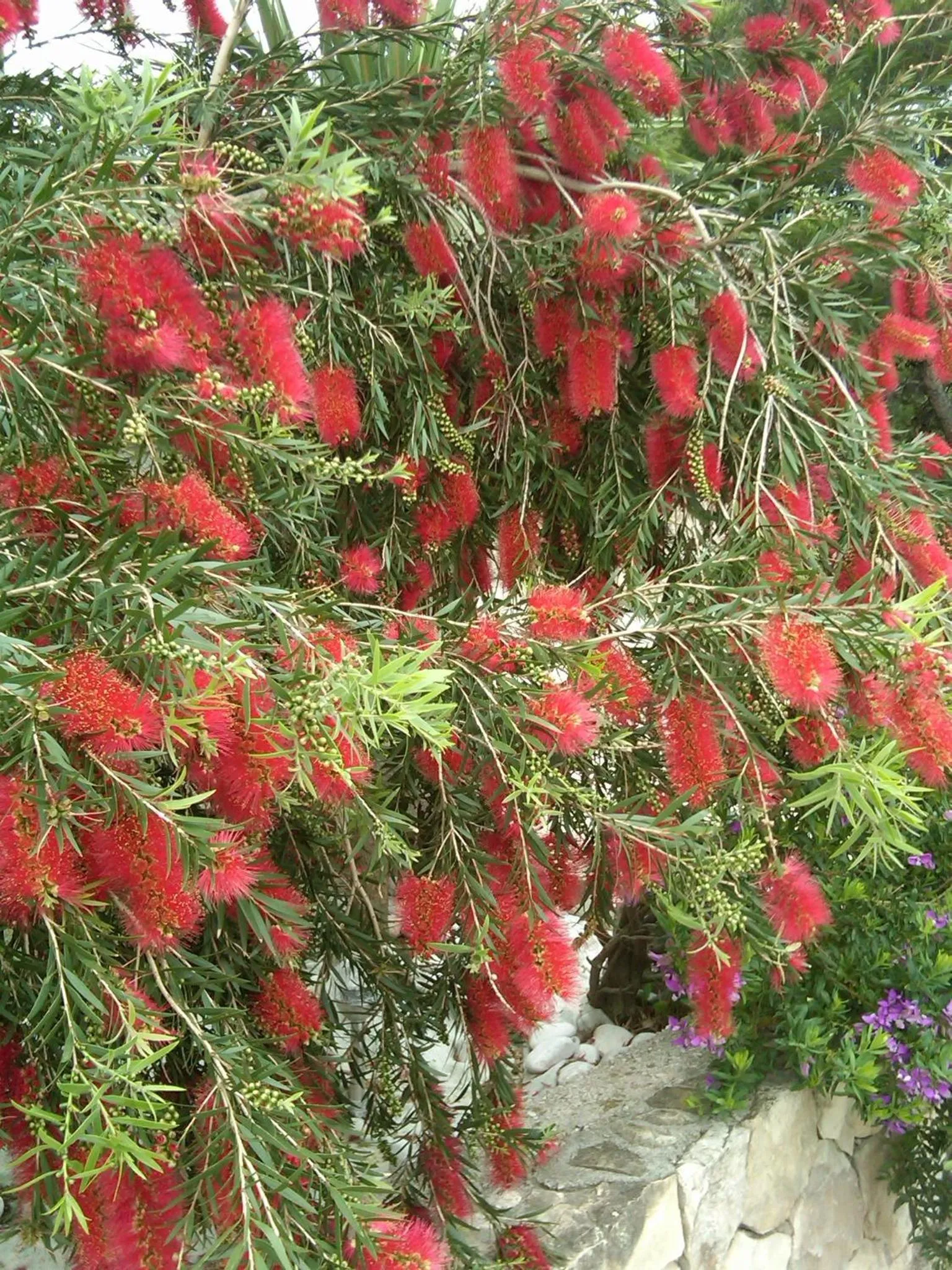 Garden in Apartments Red Coral Cavtat
