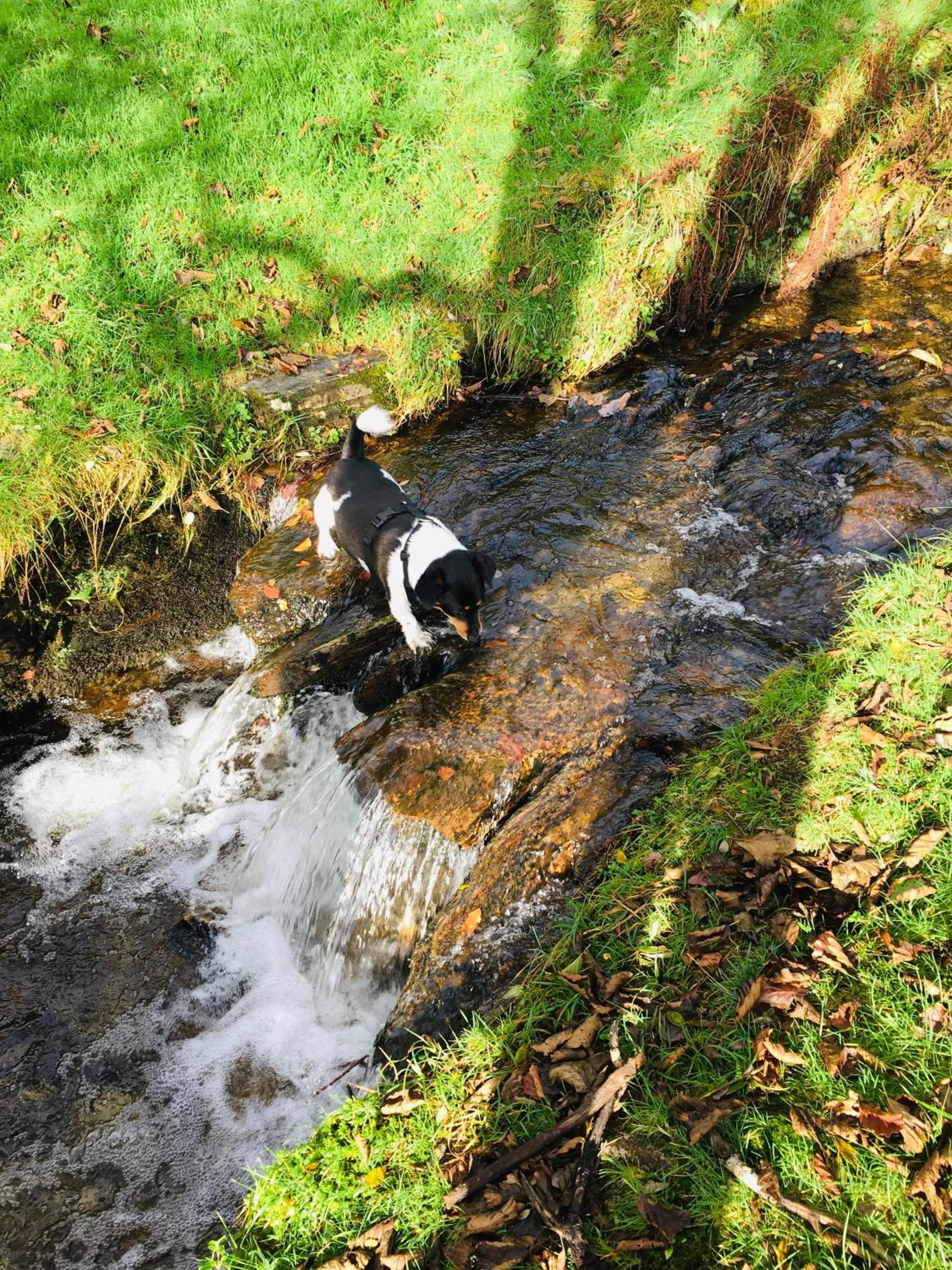 Pisgah Guesthouse Snowdonia
