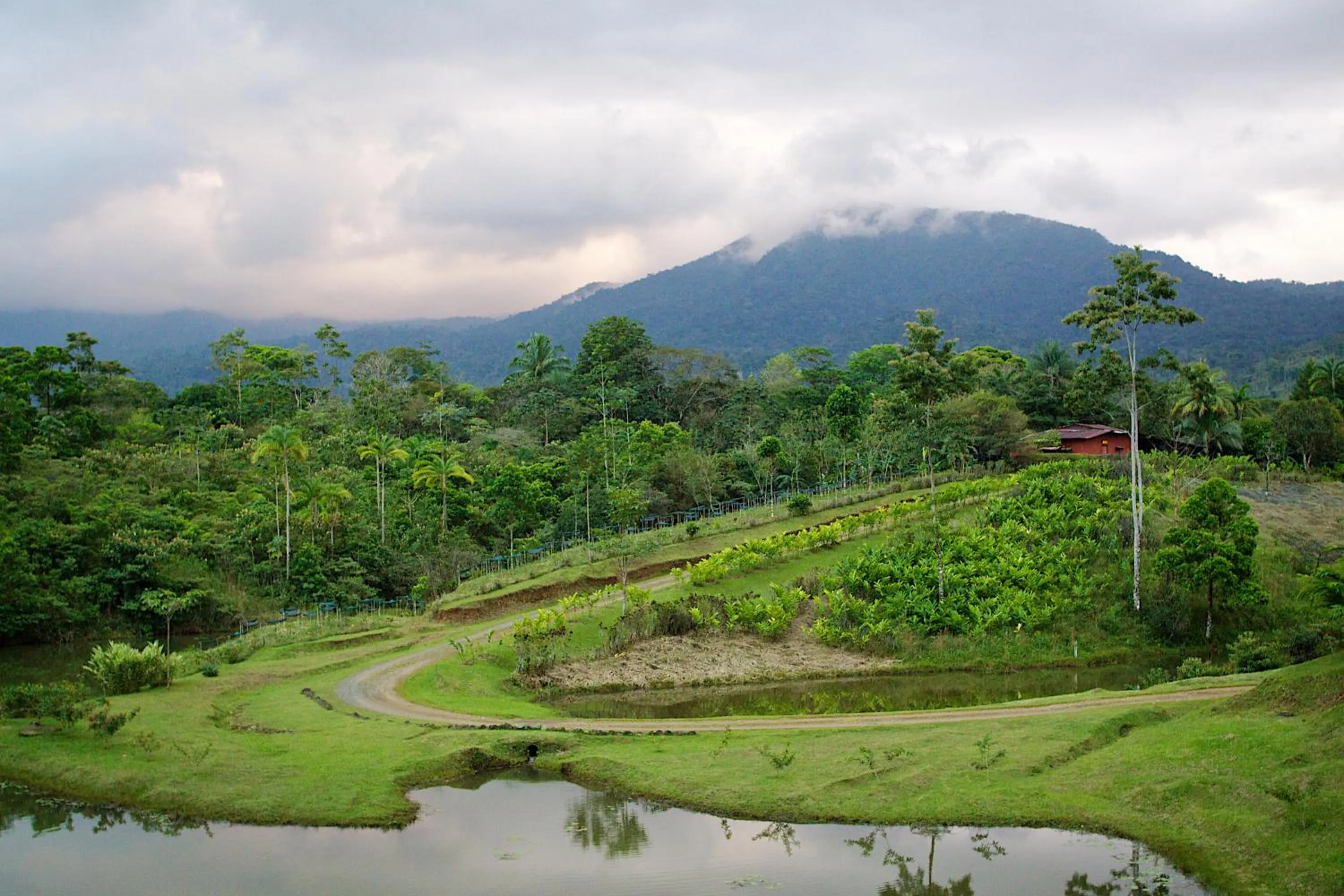 Natural landscape in La Anita Rain Forest