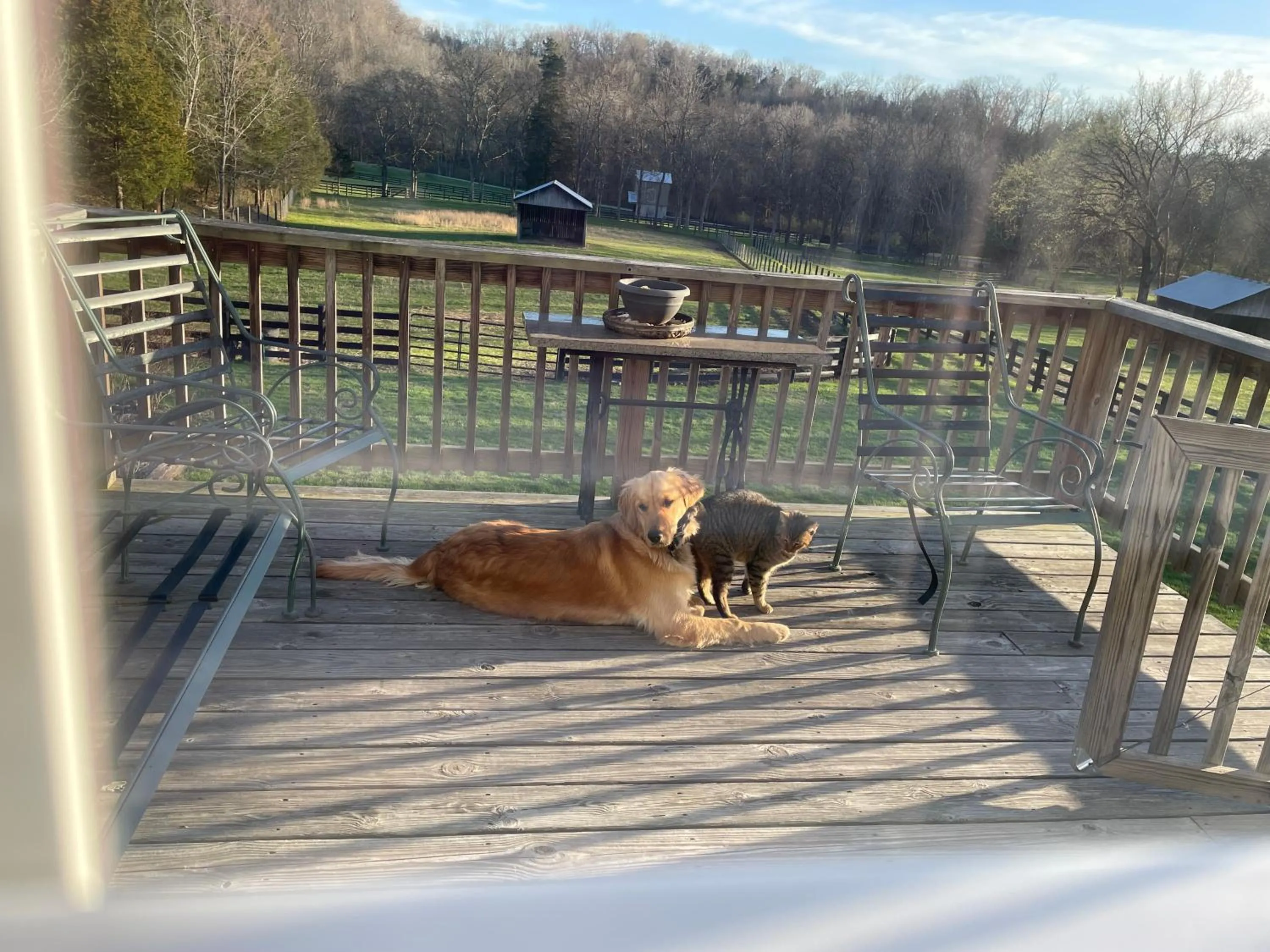 Pets in Full Circle Farm Inn