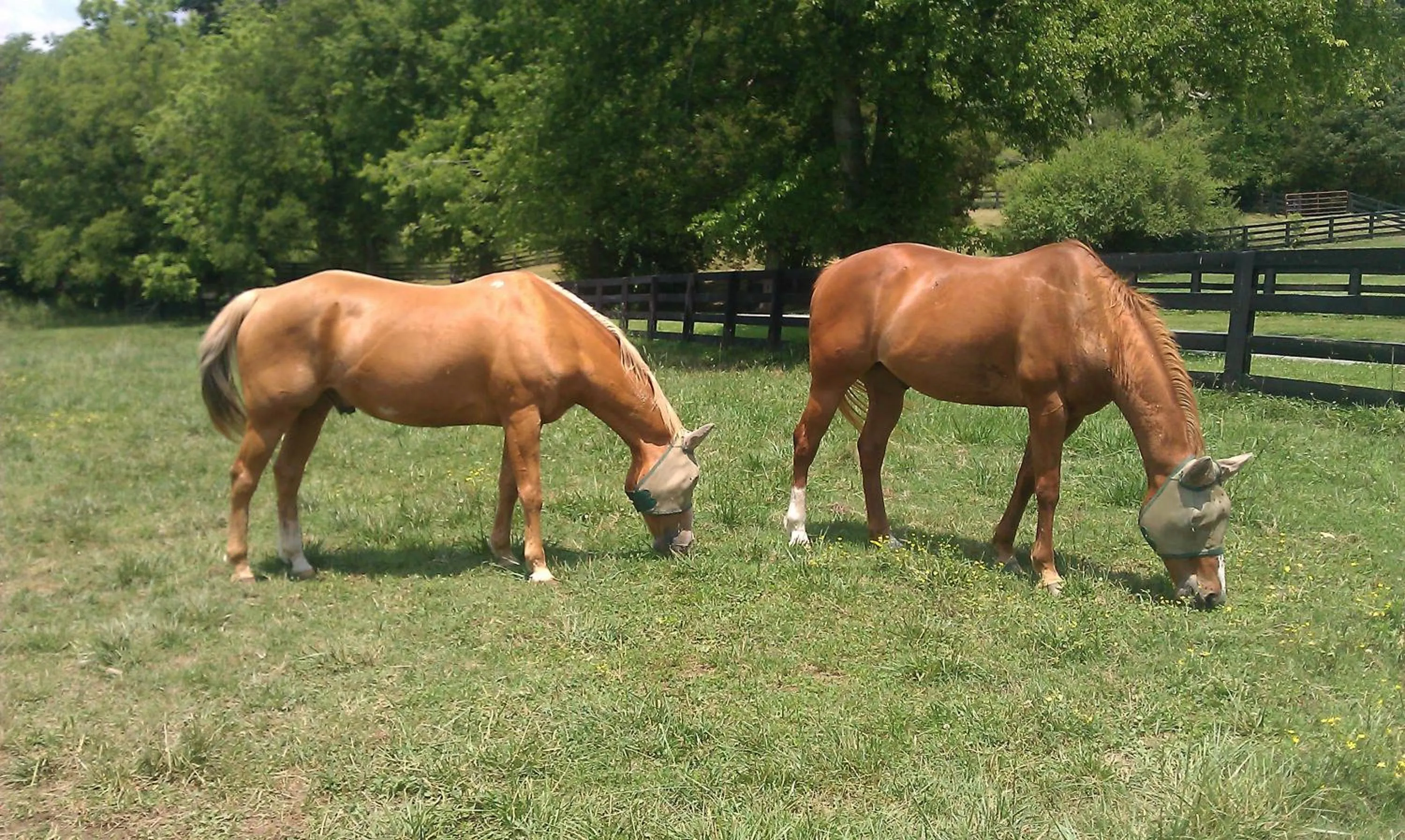 Pets in Full Circle Farm Inn