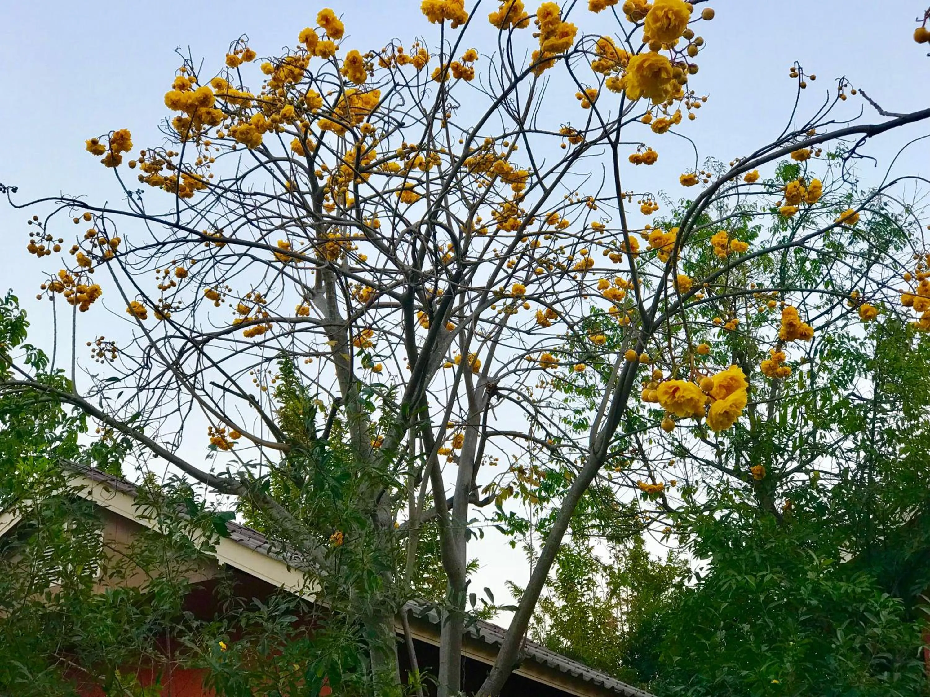Baan Suan Rojjana