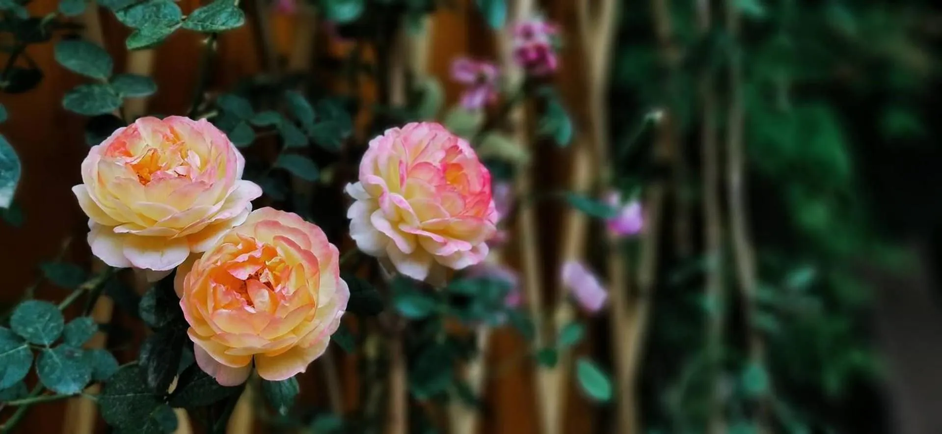 Garden in Ancient Street No.5 Youth Chic Hotel