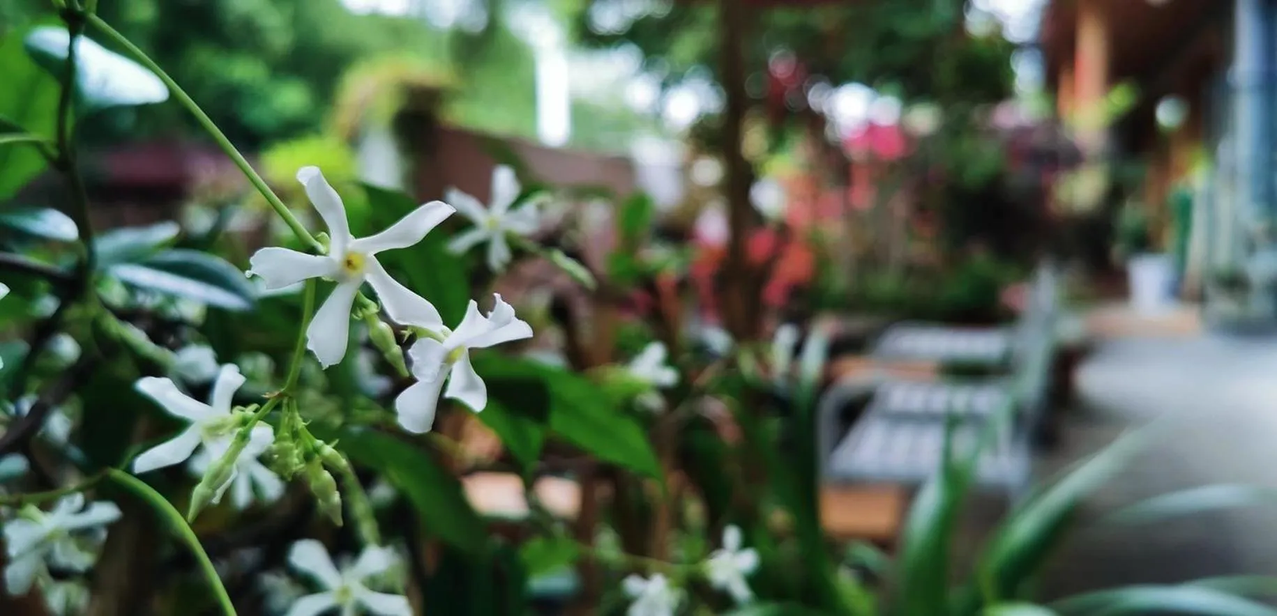 Garden in Ancient Street No.5 Youth Chic Hotel