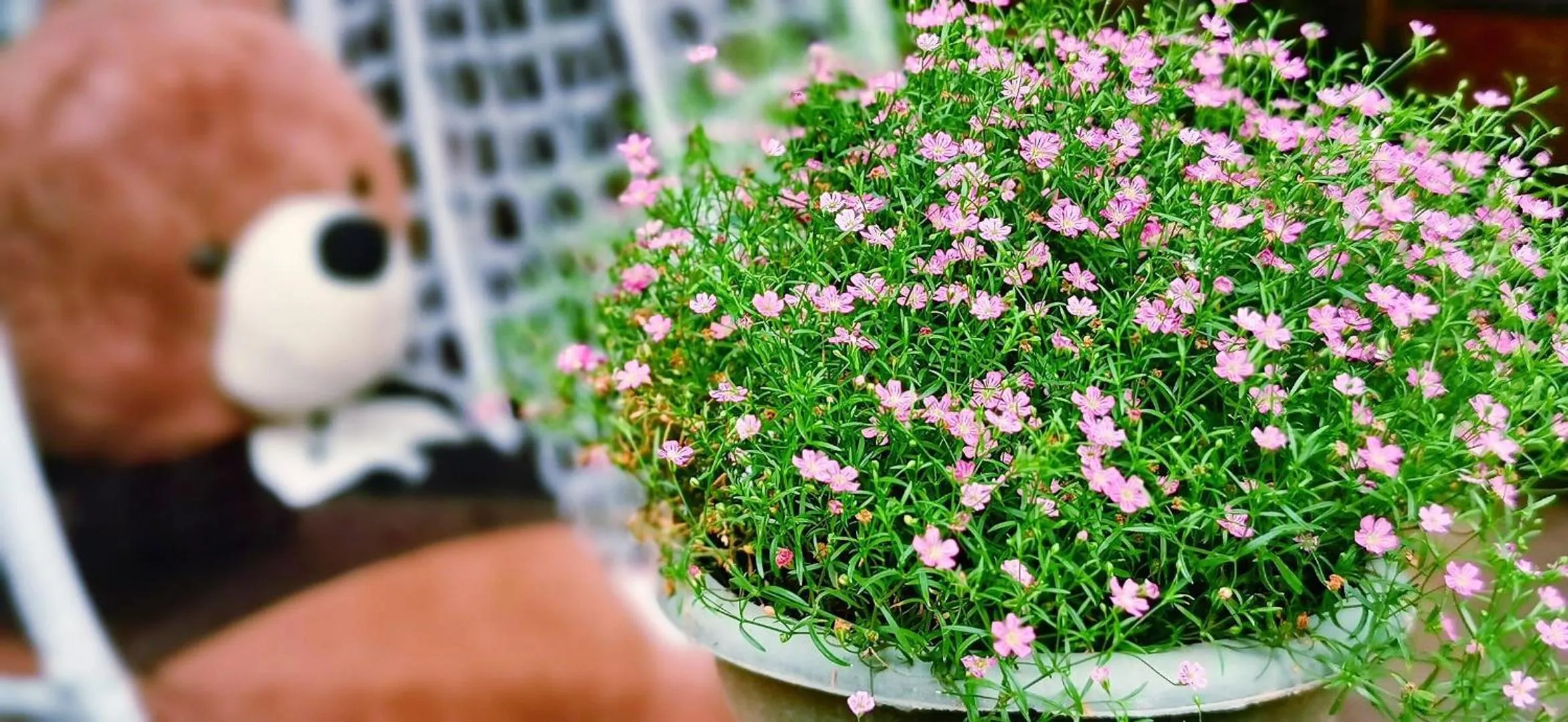 Garden in Ancient Street No.5 Youth Chic Hotel