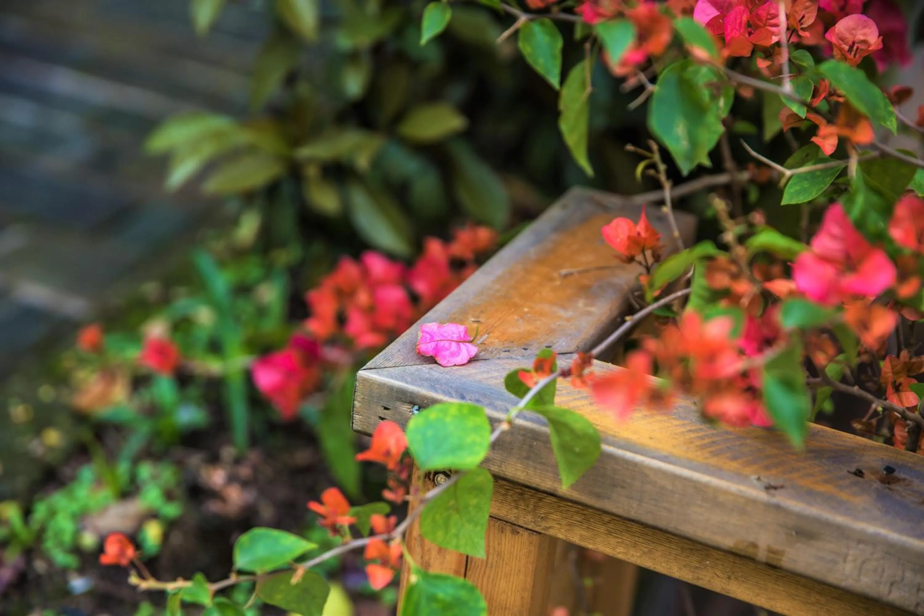 Garden view in Ancient Street No.5 Youth Chic Hotel