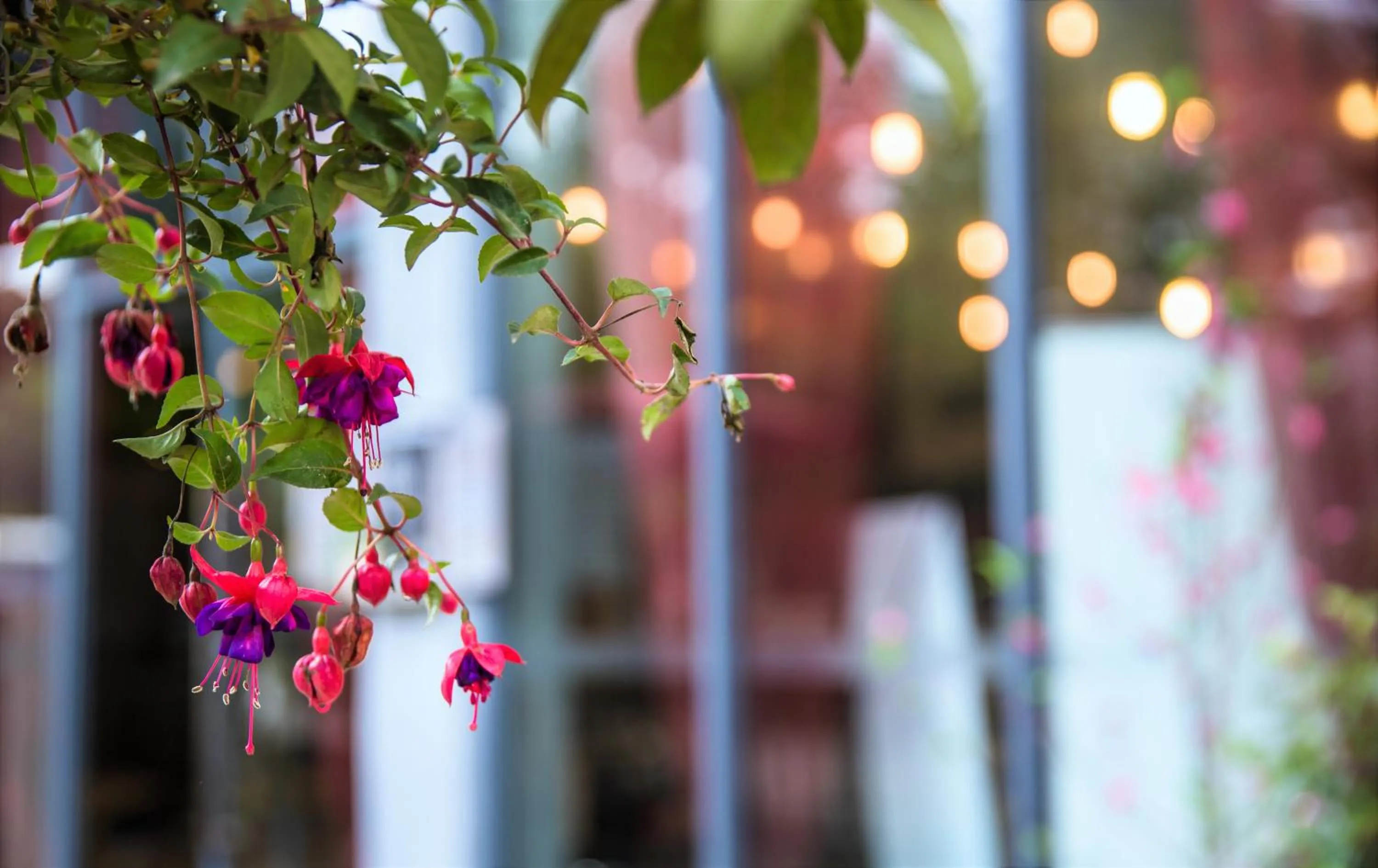 Garden view in Ancient Street No.5 Youth Chic Hotel