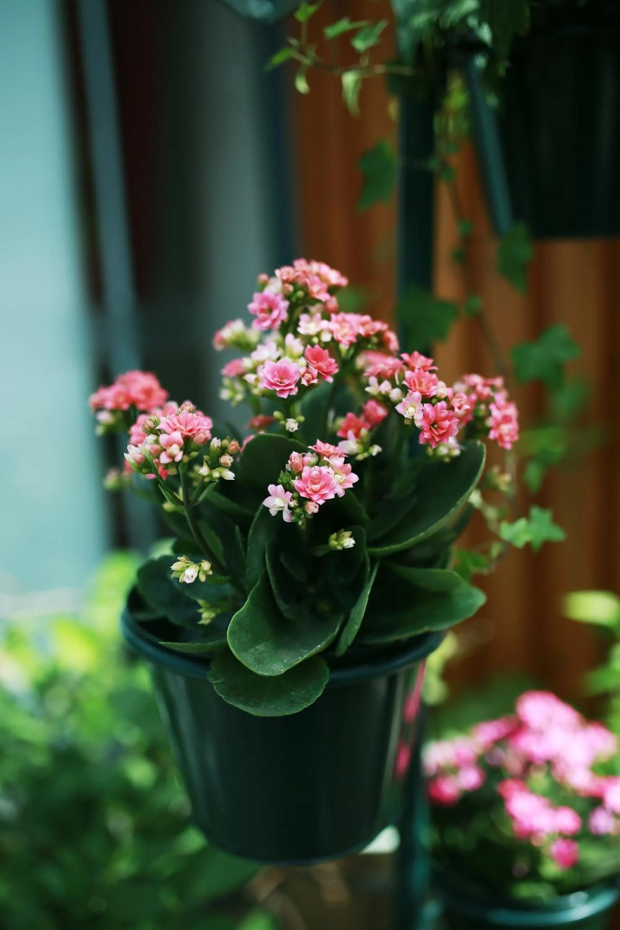 Garden in Ancient Street No.5 Youth Chic Hotel