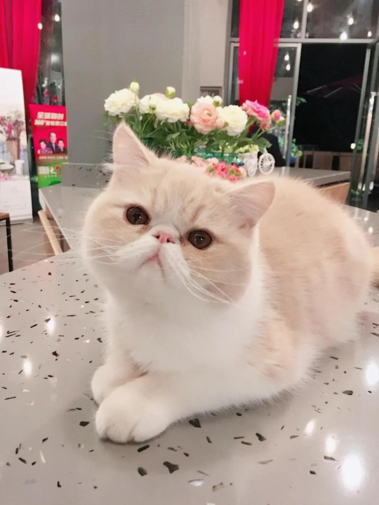 Pets in Ancient Street No.5 Youth Chic Hotel