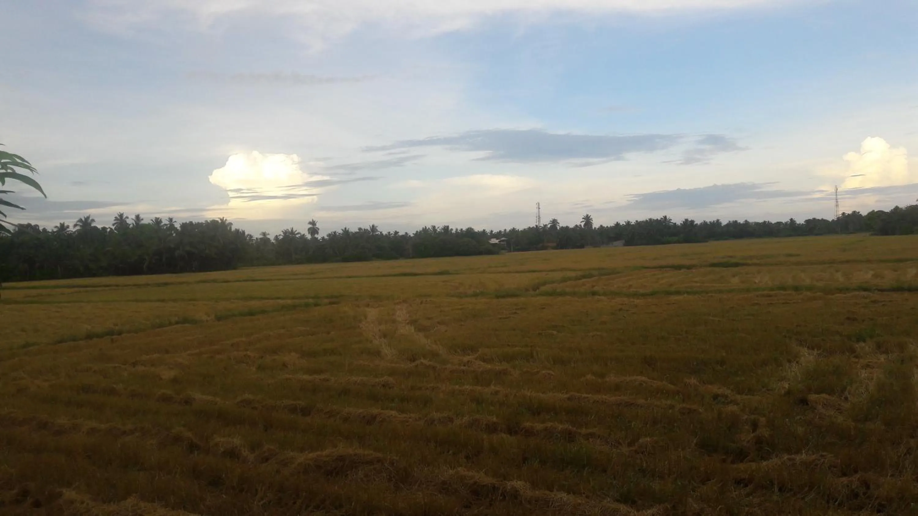 Natural landscape in The Cool Nest Yala Hotel