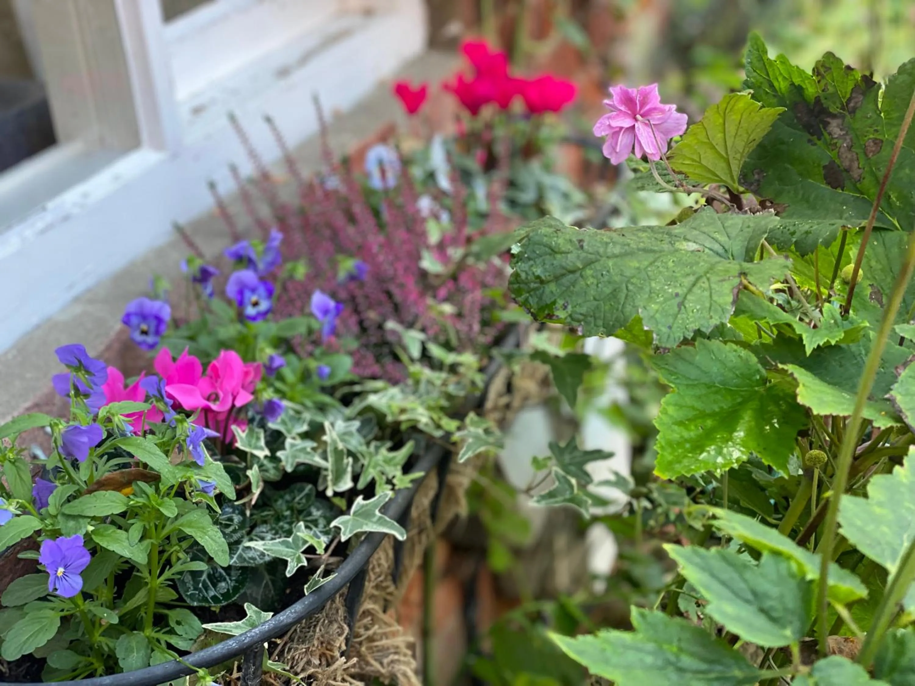 Garden in Lut's Place