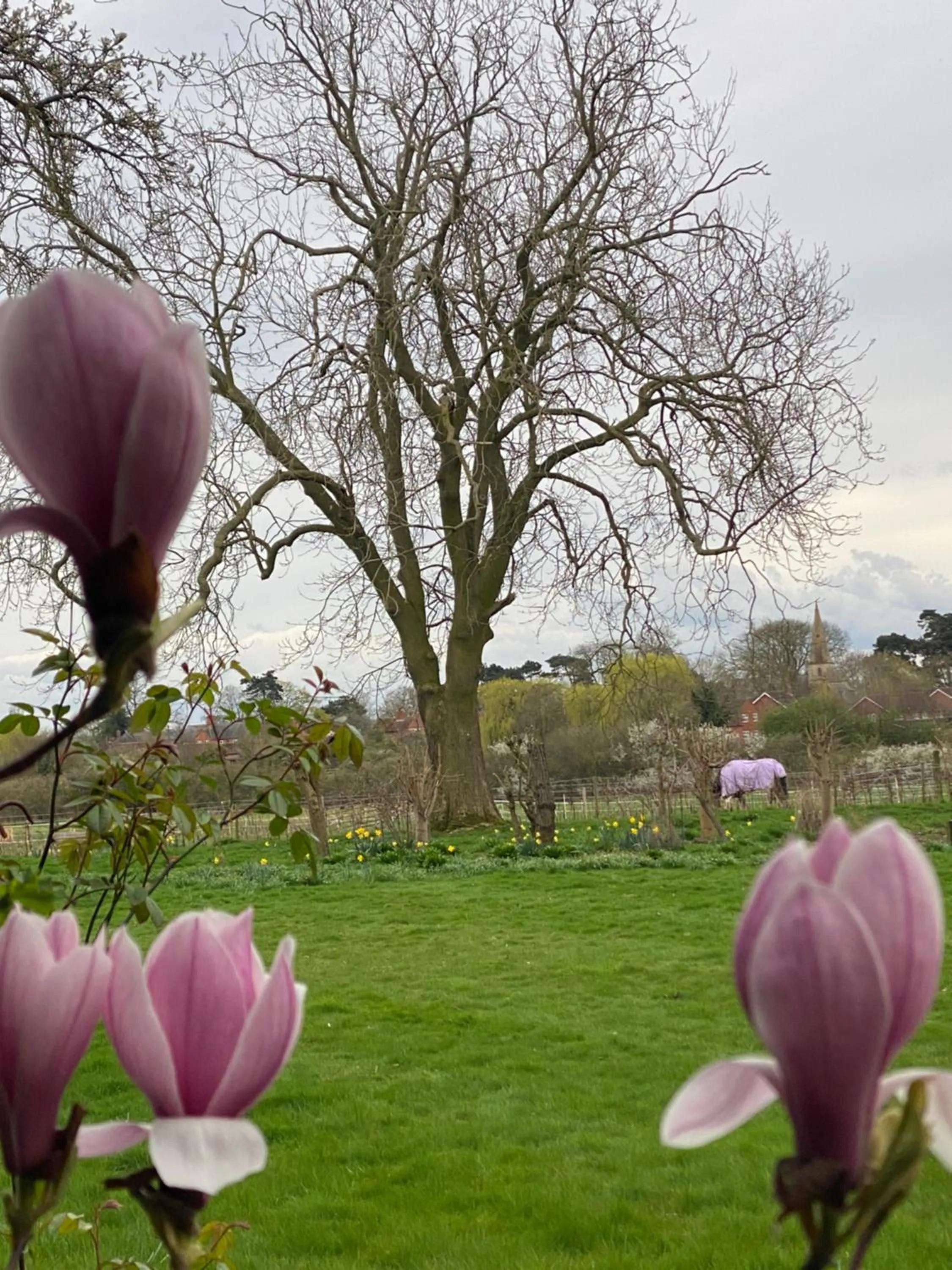Garden view in Lut's Place