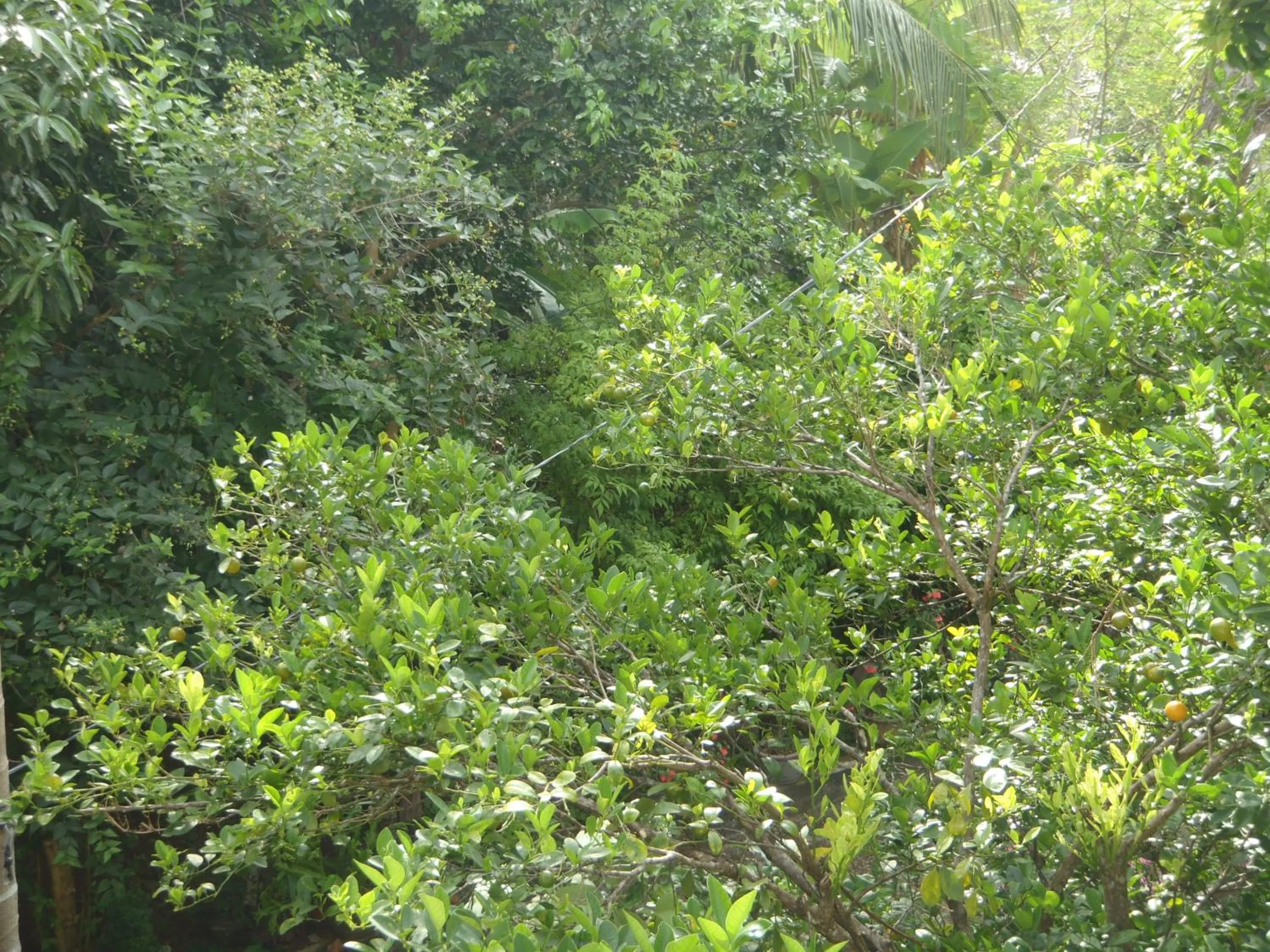 Garden in New Jaya Villa