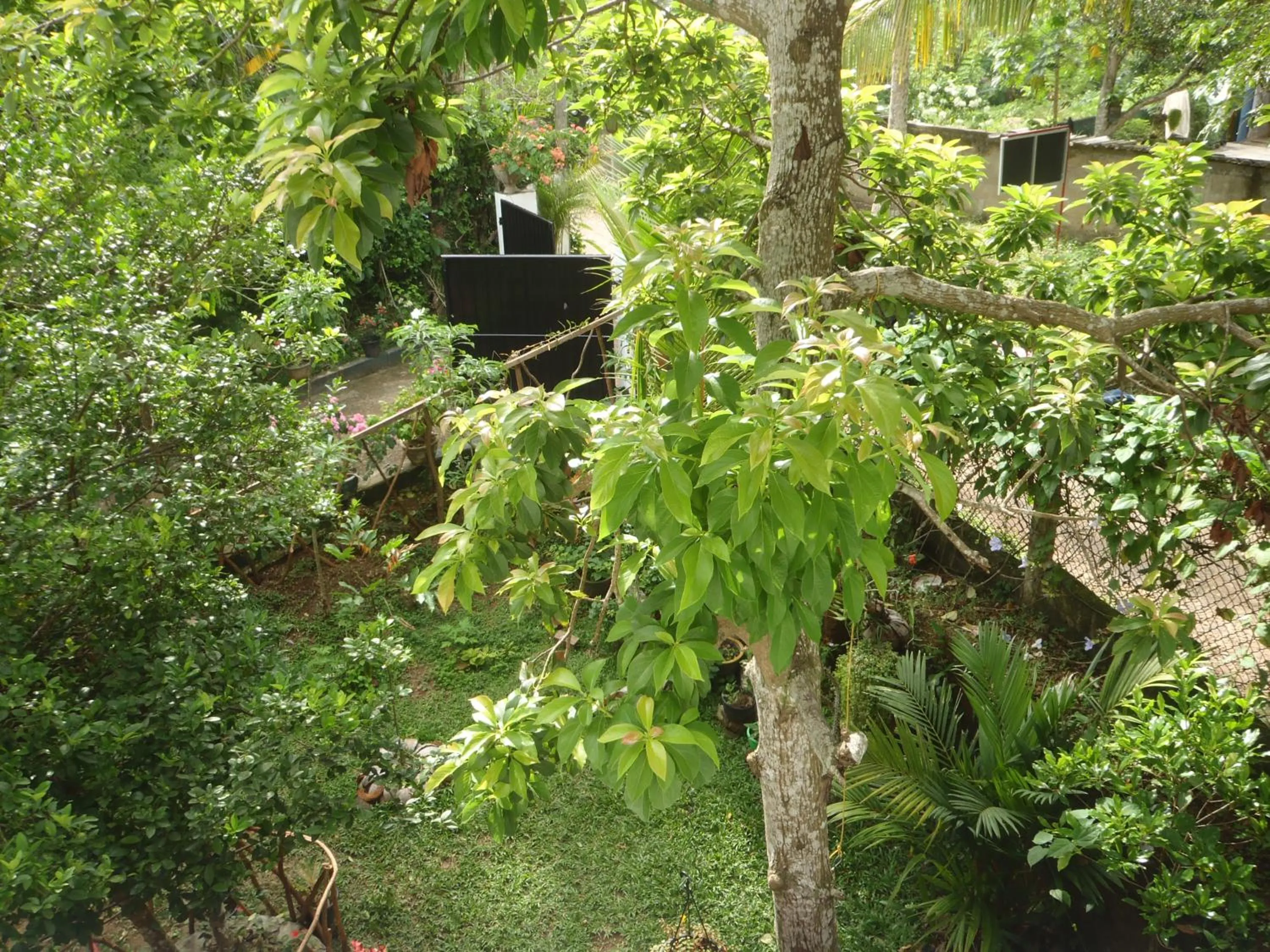 Garden in New Jaya Villa