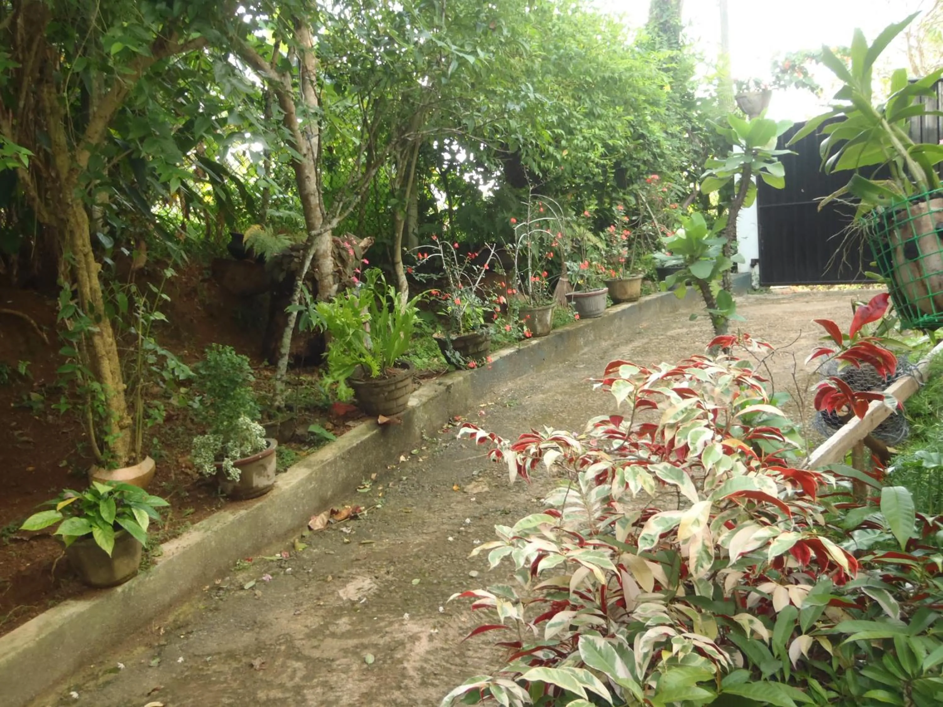 Garden in New Jaya Villa