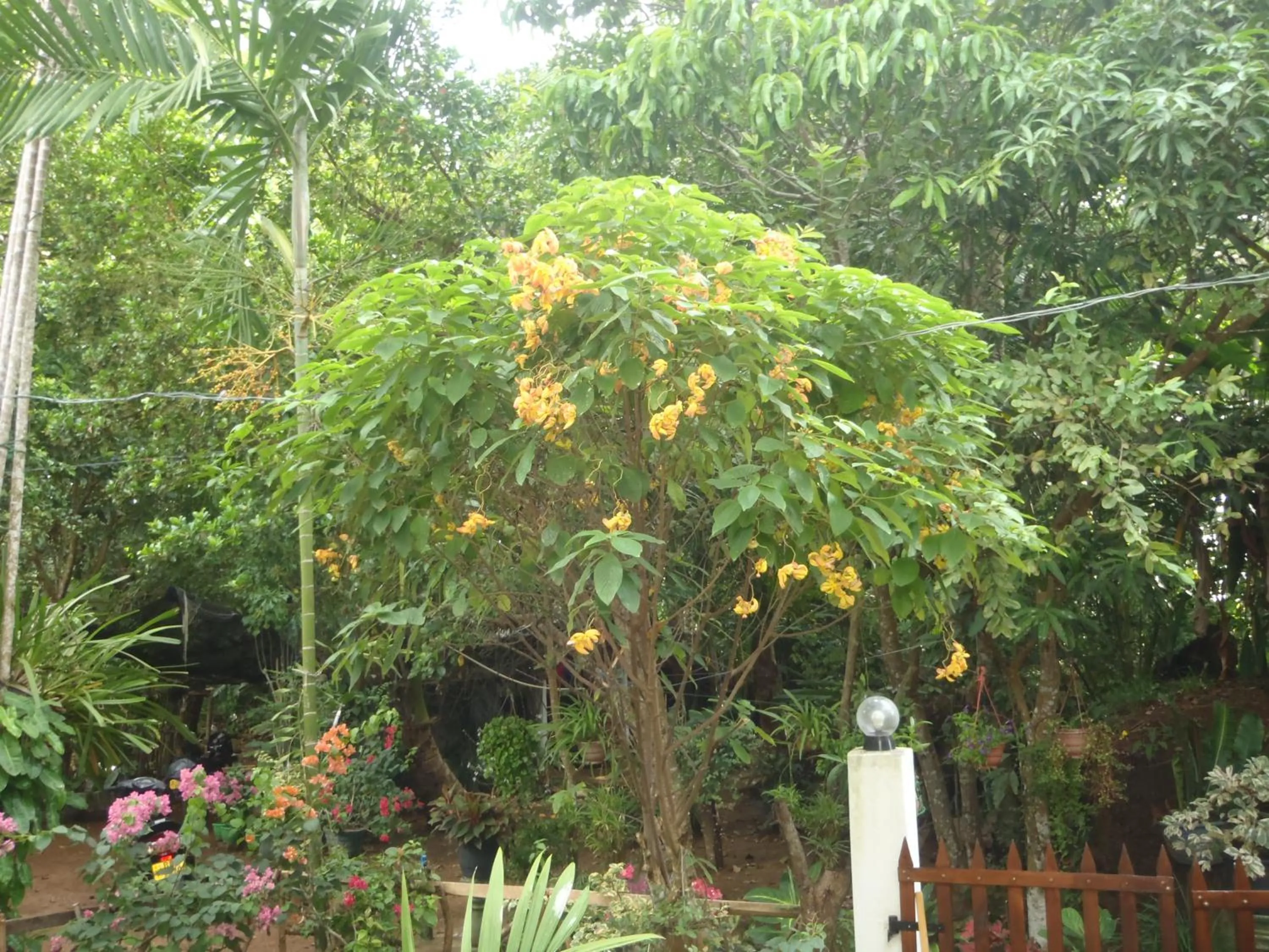 Garden in New Jaya Villa