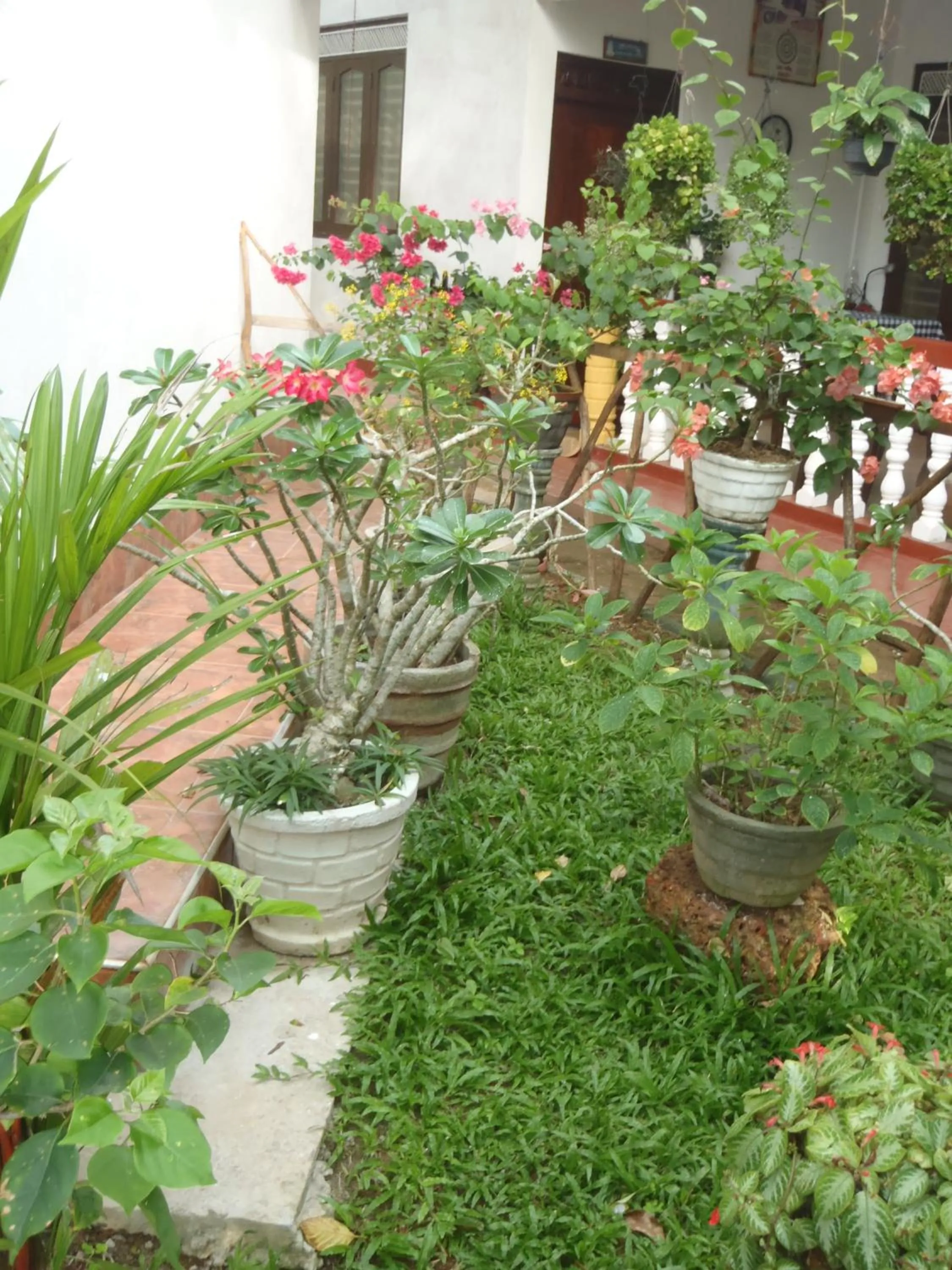 Garden in New Jaya Villa