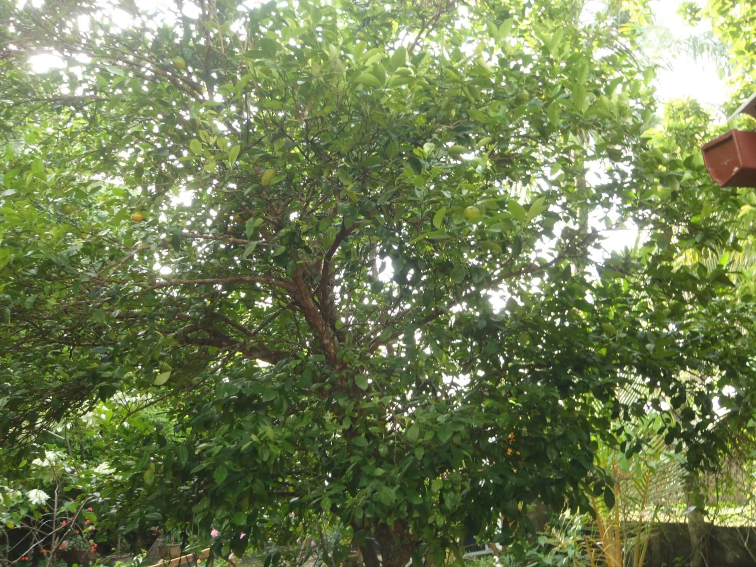 Garden in New Jaya Villa