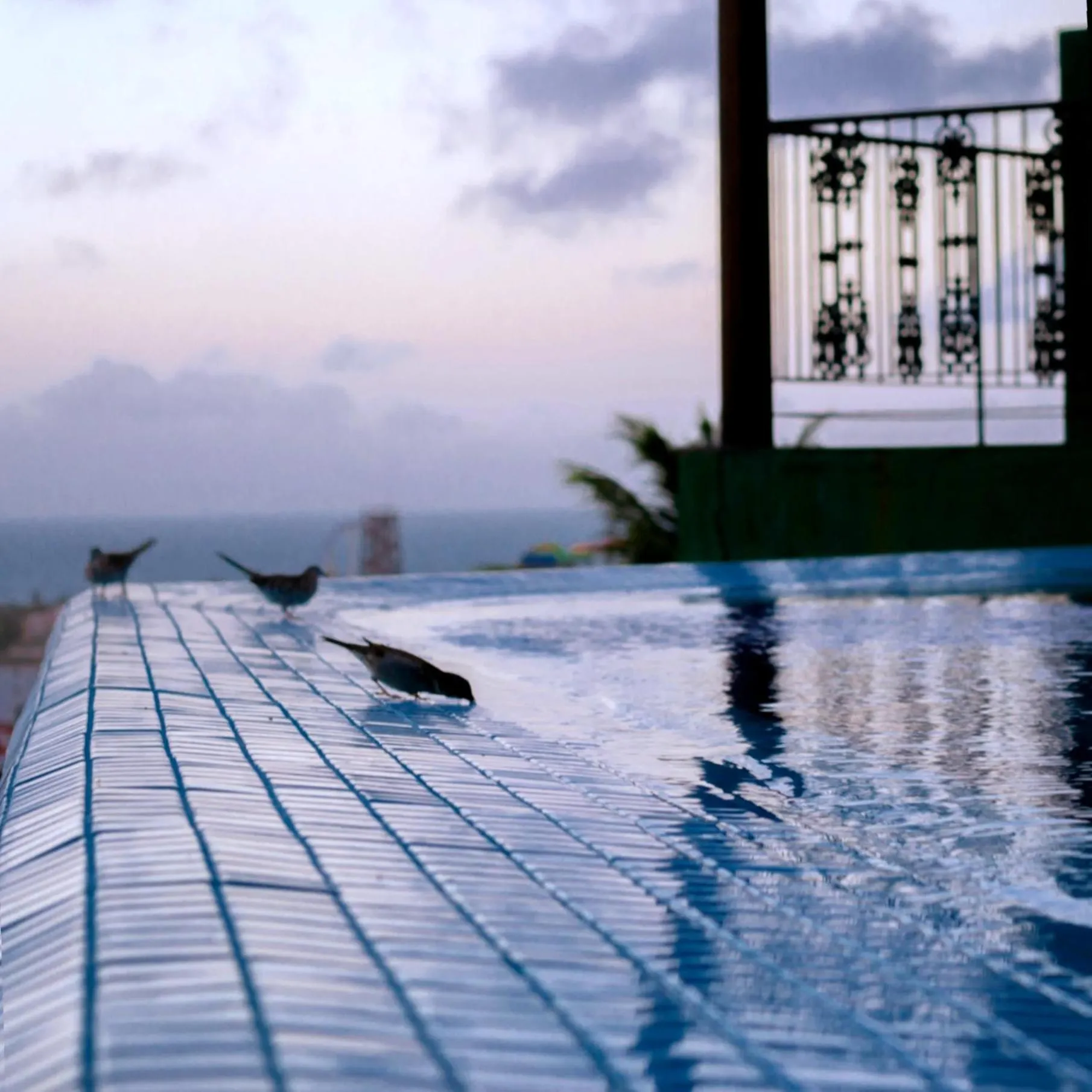 Animals in Hotel Santuário das Águias by Nobile