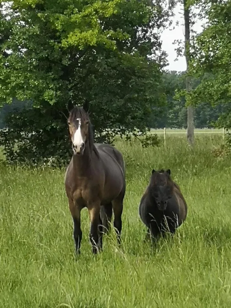 Les Crinieres En Brie