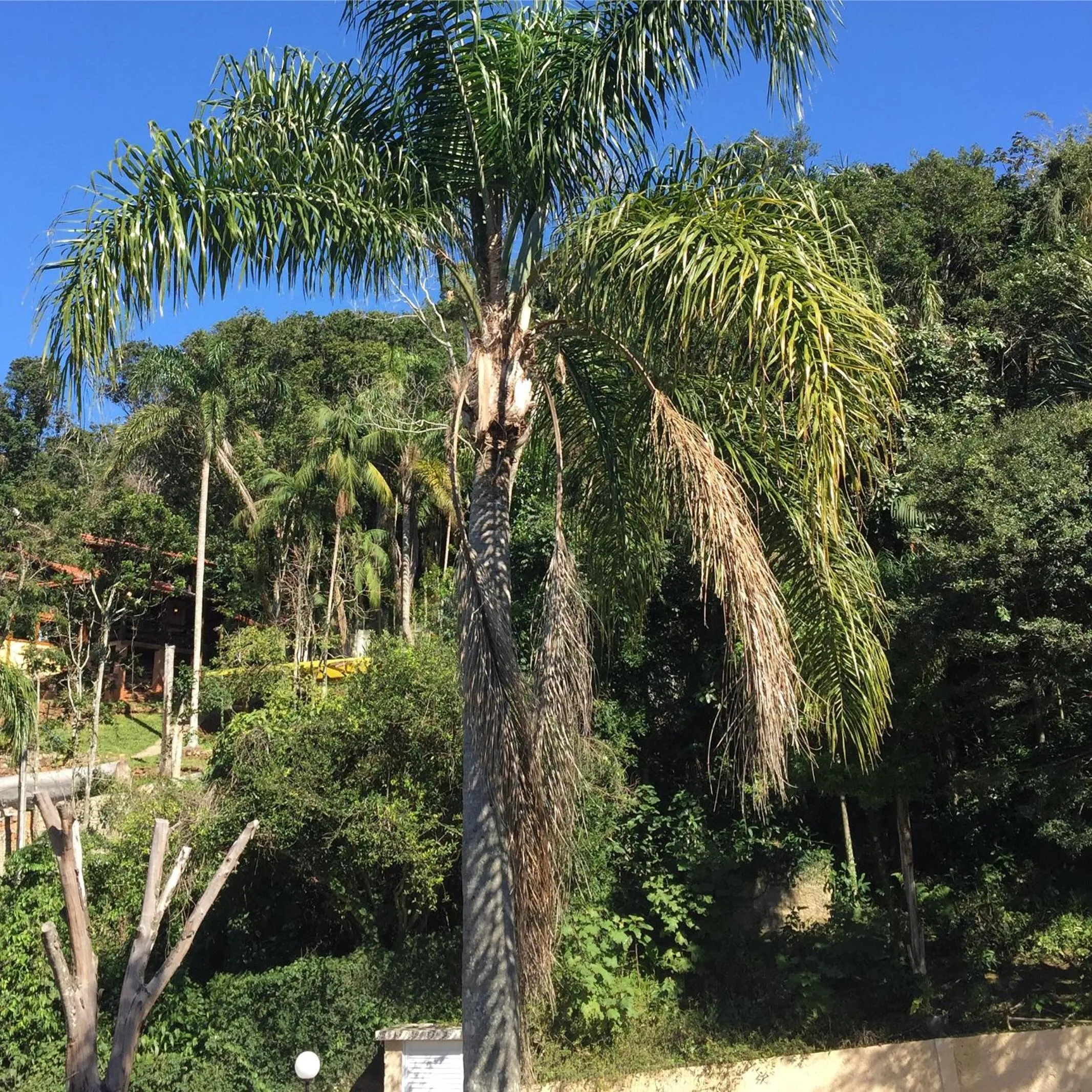 Garden view in Casa Figueira na Pedra - SPA Suites