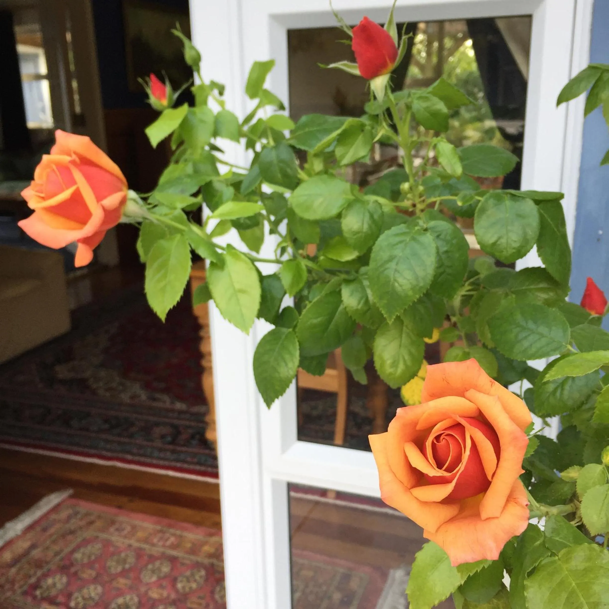 Patio in Tongariro Crossing Lodge