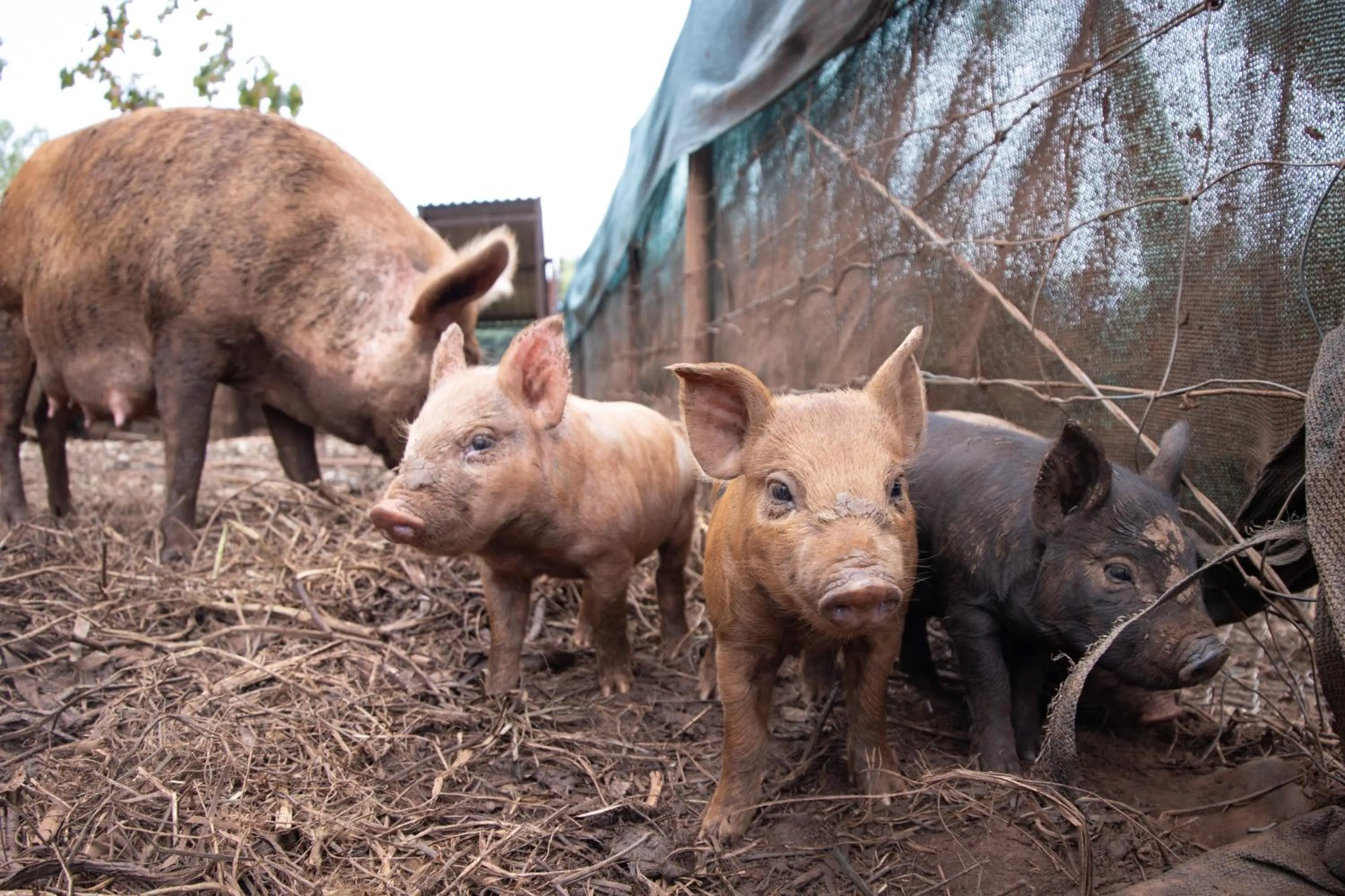 Batchelor Butterfly Farm
