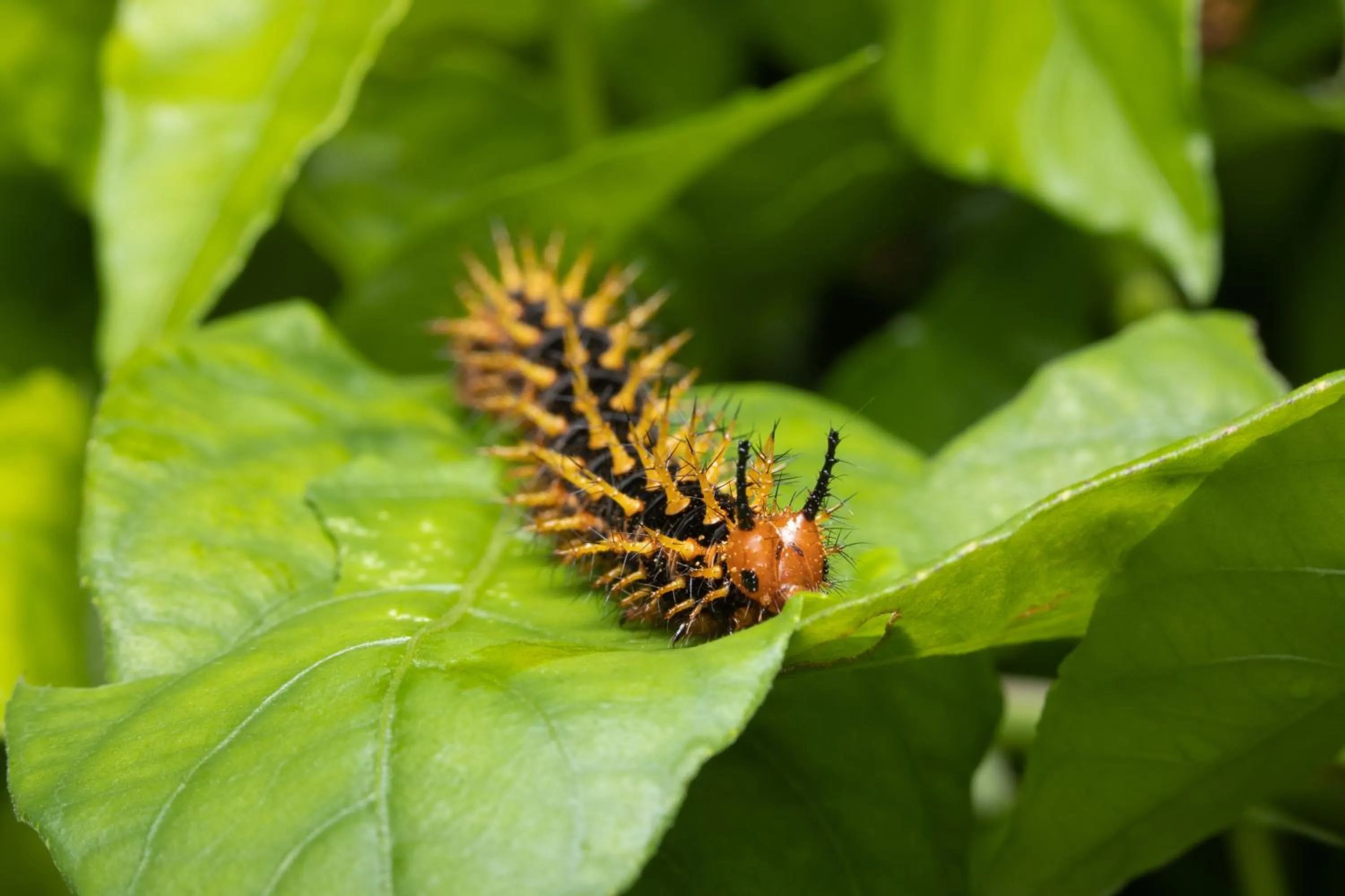 Batchelor Butterfly Farm