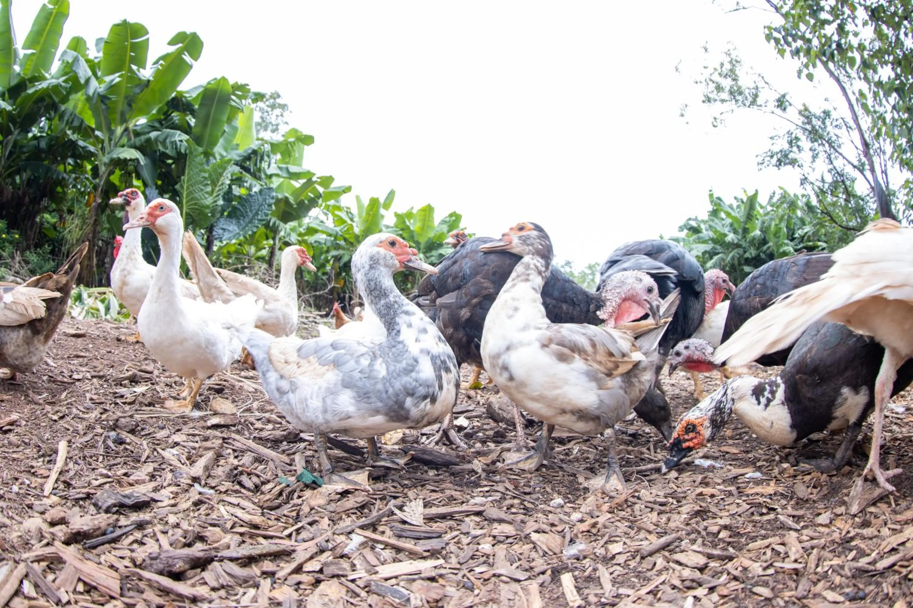 Animals in Batchelor Butterfly Farm