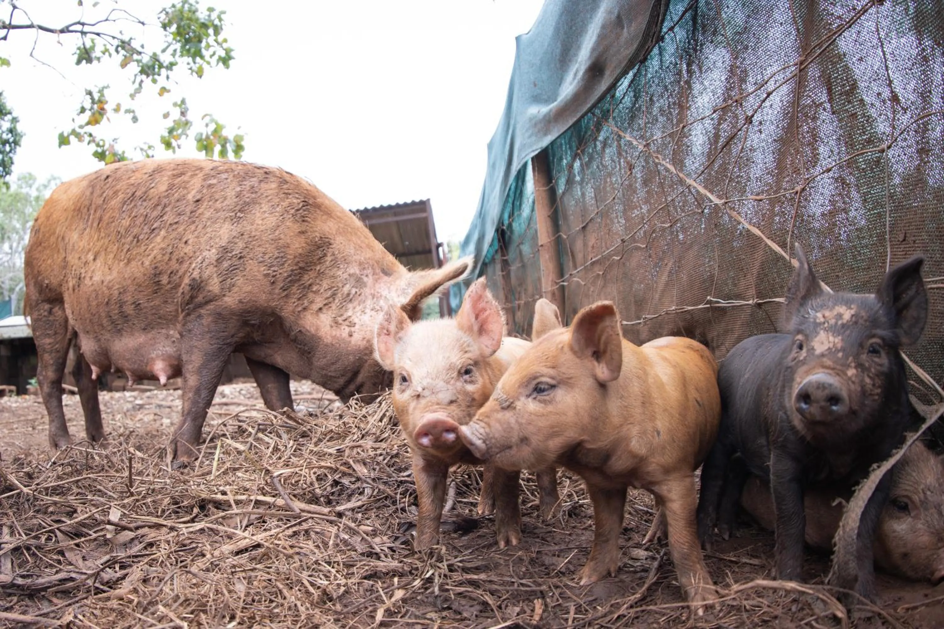 Animals in Batchelor Butterfly Farm