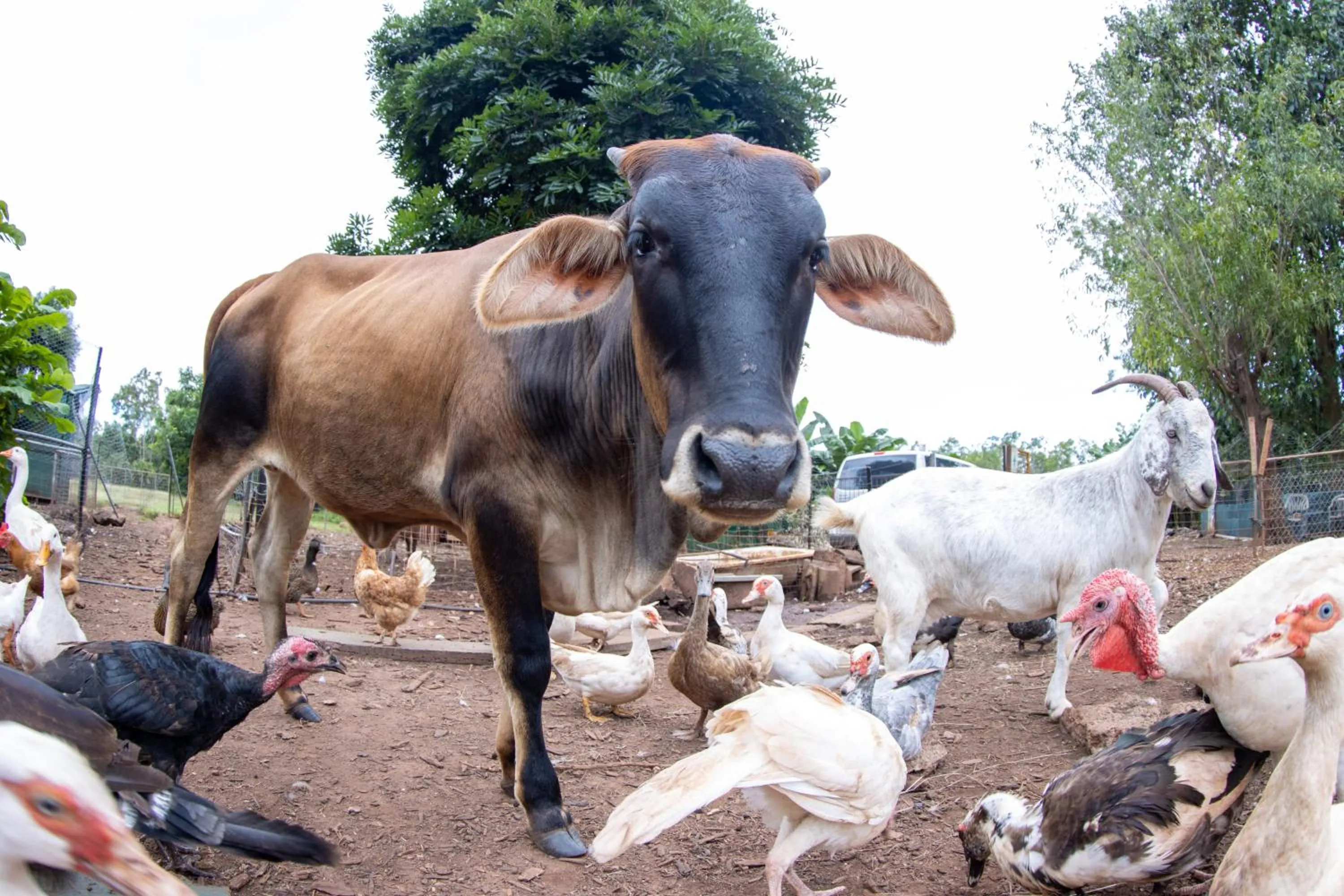 Animals in Batchelor Butterfly Farm