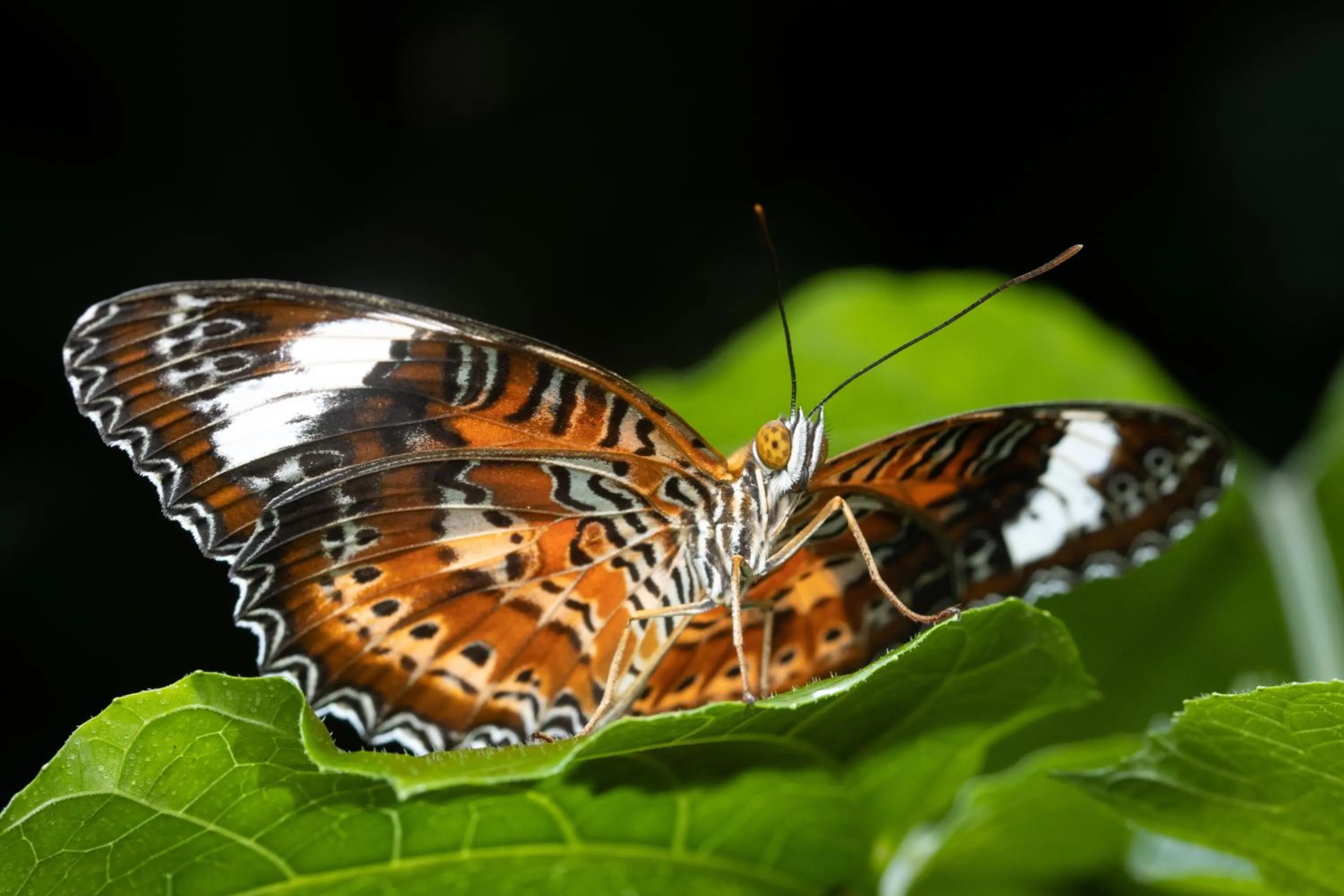 Batchelor Butterfly Farm