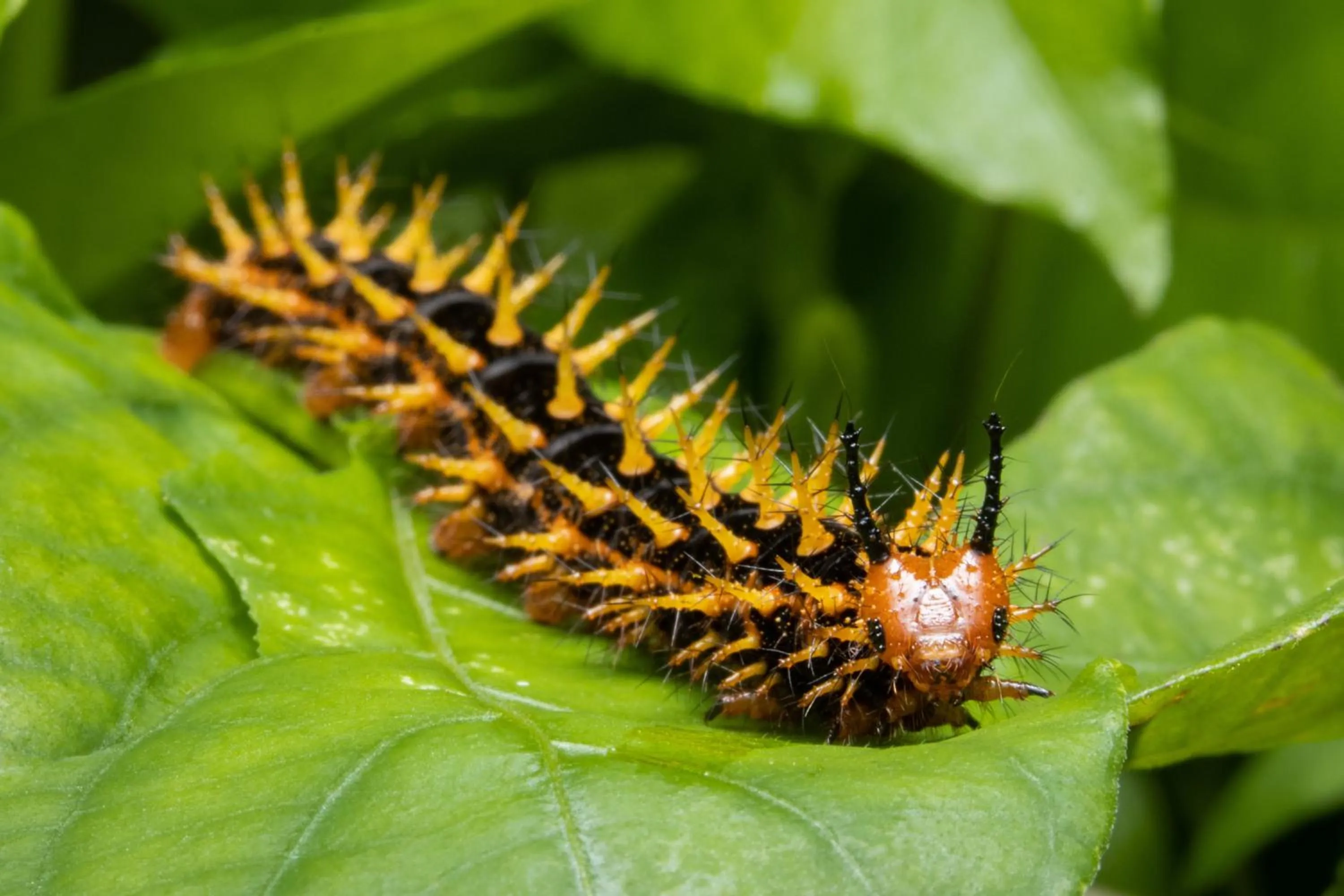 Batchelor Butterfly Farm