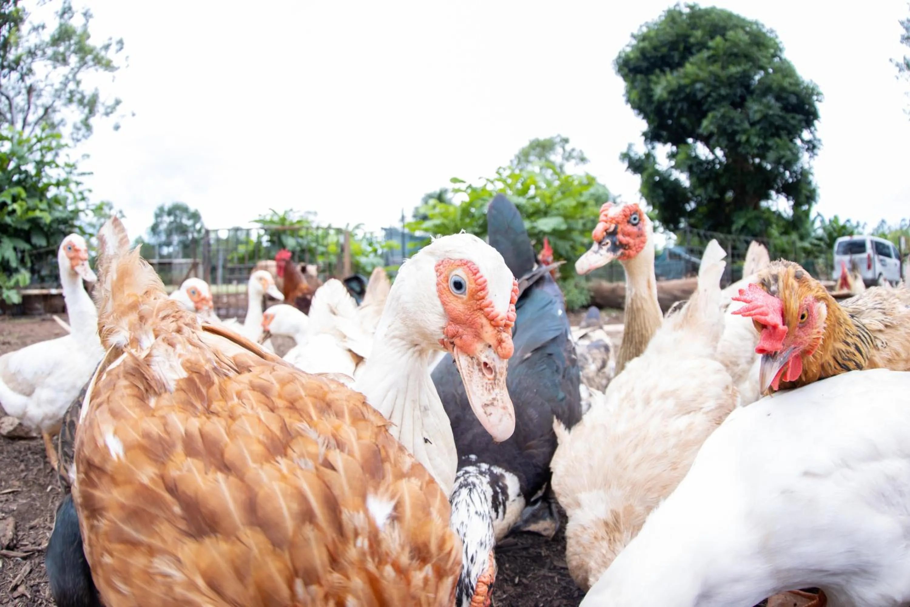 Animals in Batchelor Butterfly Farm